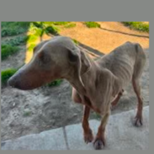 2 dobermans from CA kill shelter desperately need donations campaign photo, 6 of 8