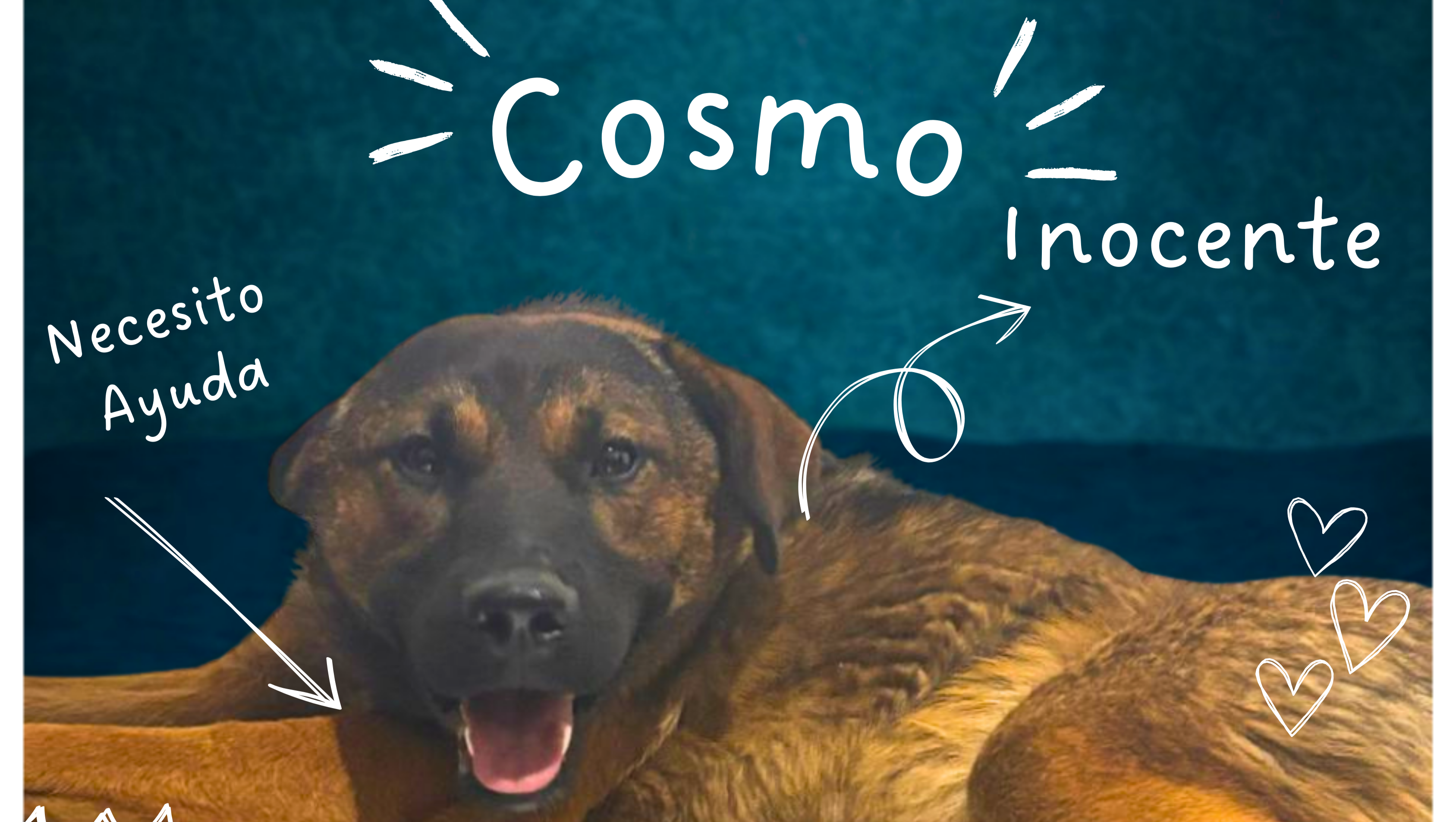 Ayuda para Cosmo y las deudas del refugio