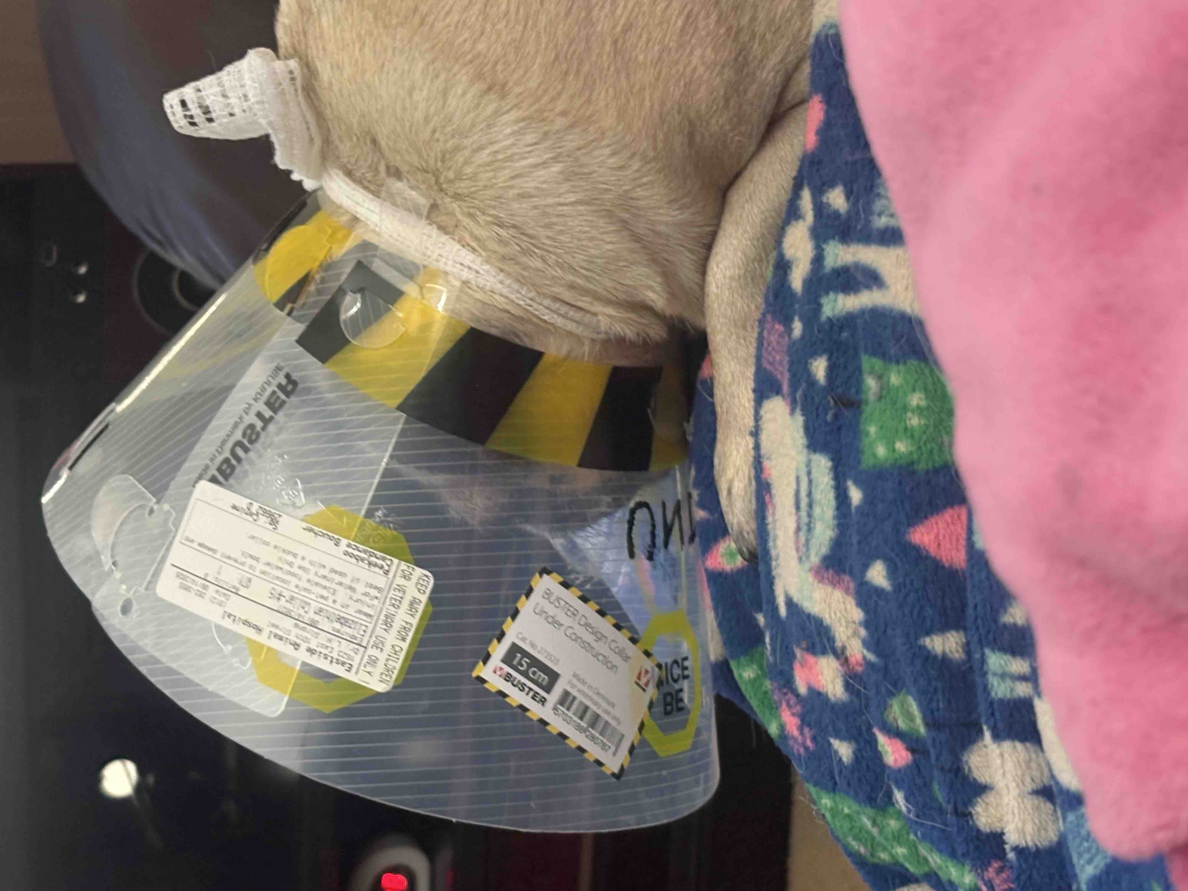 Donate to Peekaboo’s eye removal and expenses campaign photo, 6 of 7