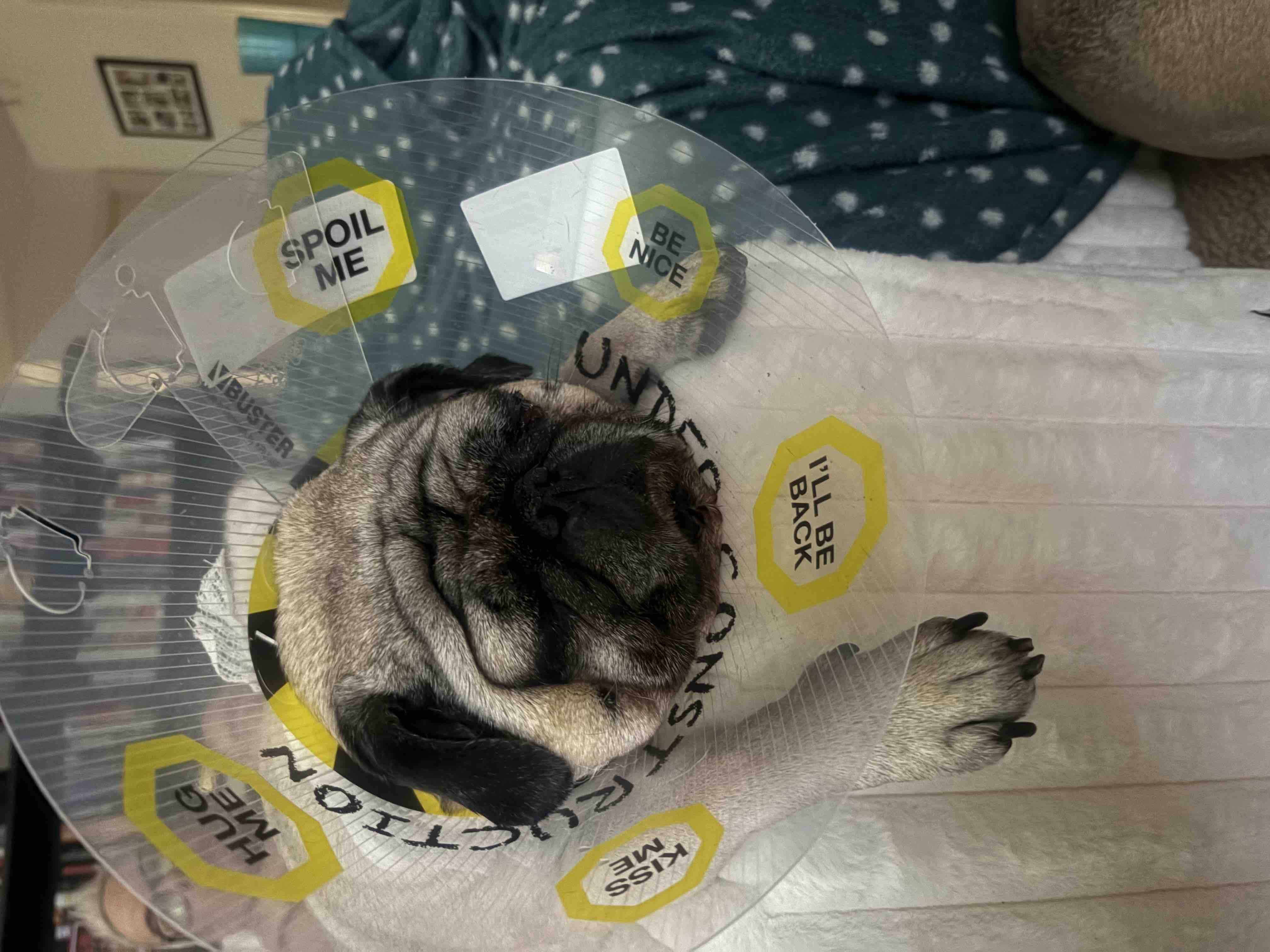 Donate to Peekaboo’s eye removal and expenses campaign photo, 2 of 7
