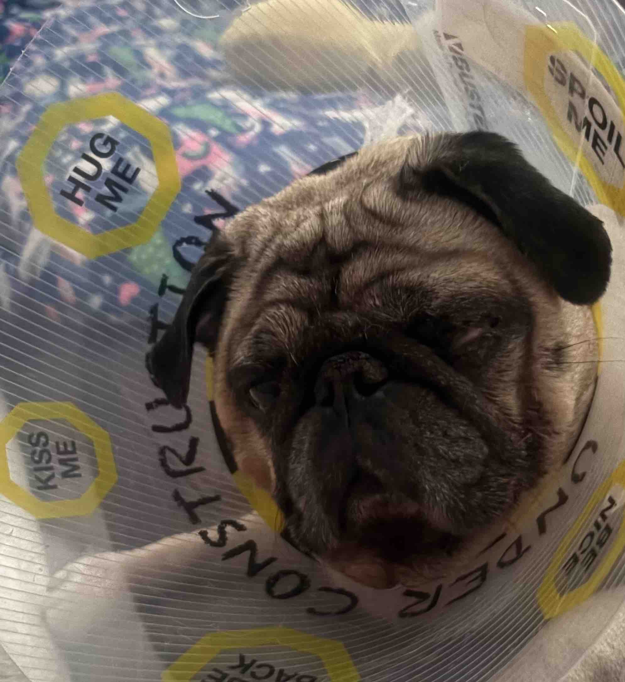 Donate to Peekaboo’s eye removal and expenses campaign photo, 4 of 7