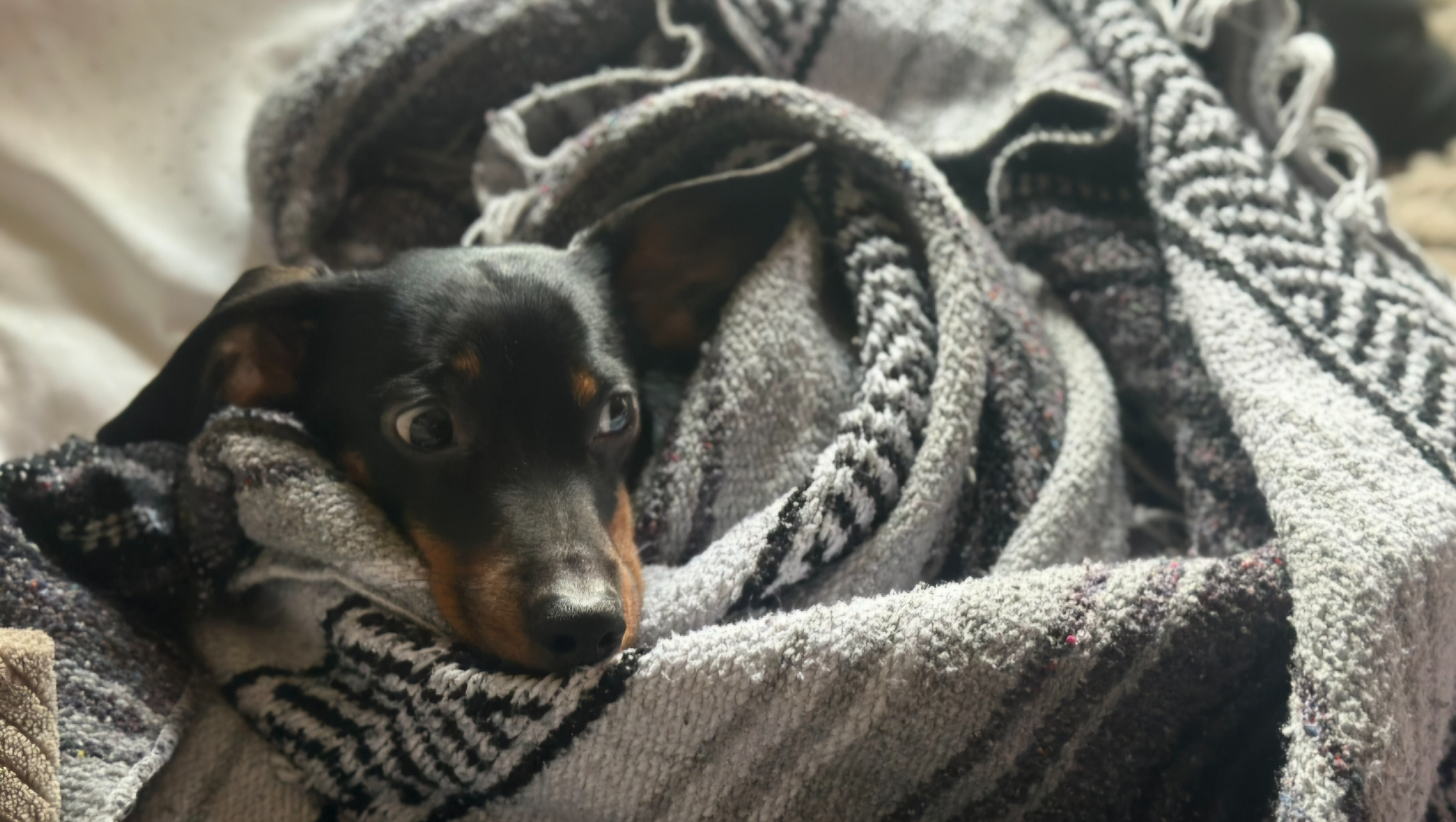 Support Willie & Kassy: $12,200 for Healing photo