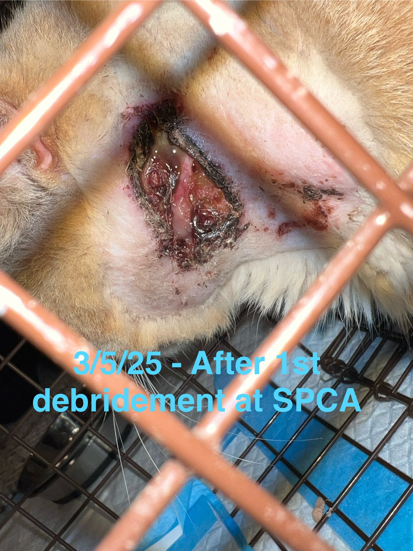 User-uploaded image 2