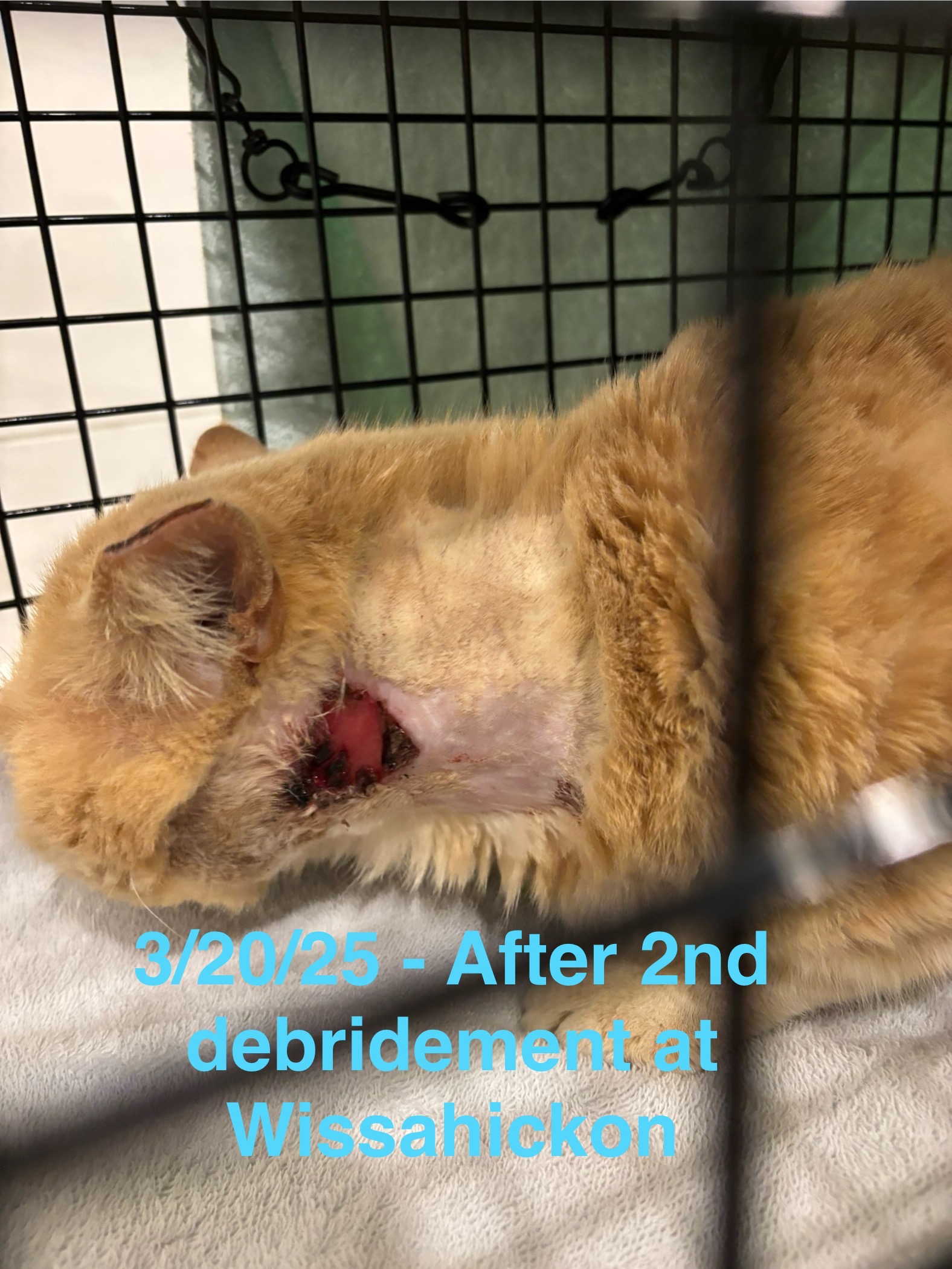 User-uploaded image 4