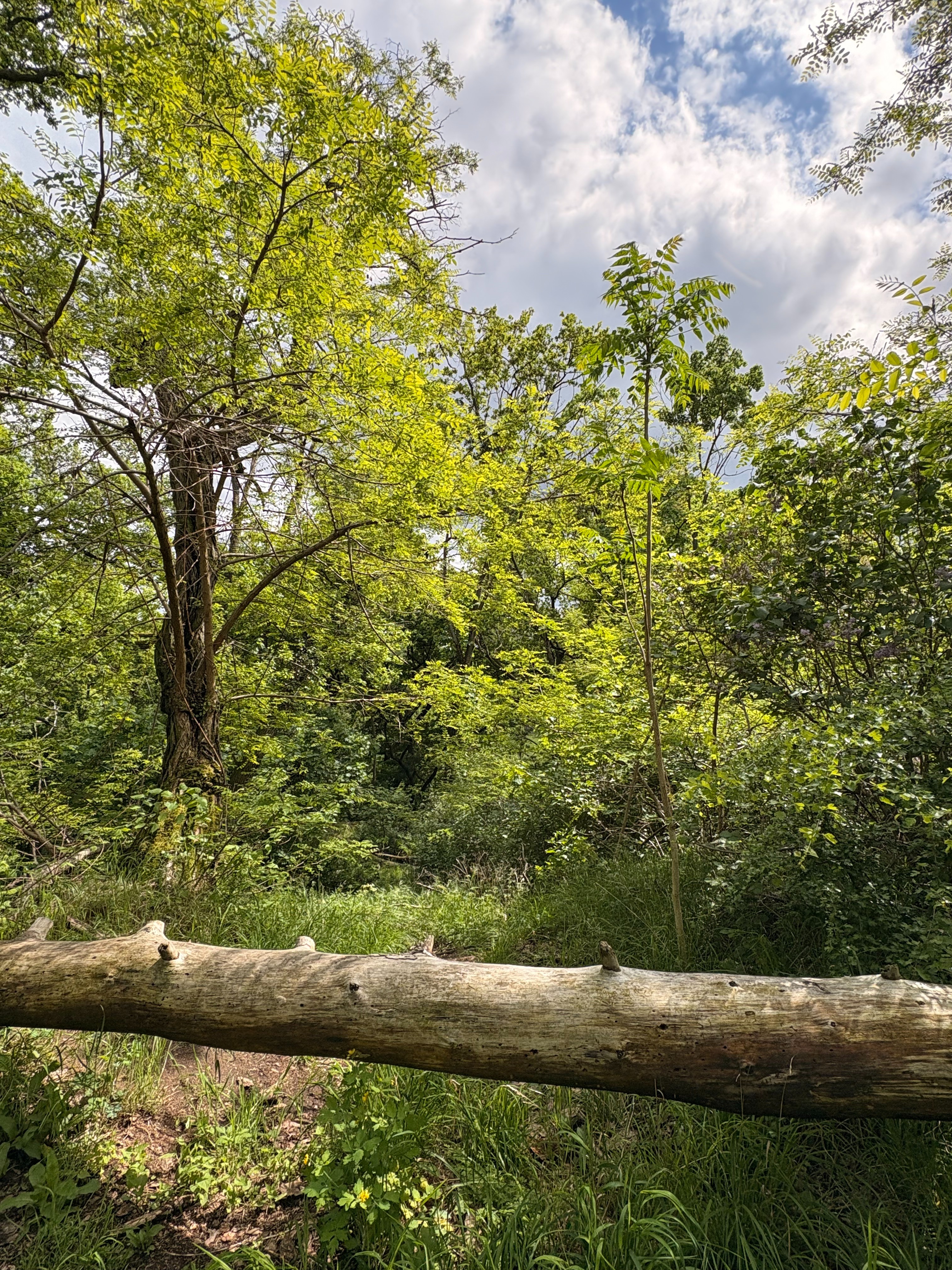 User-uploaded image 1