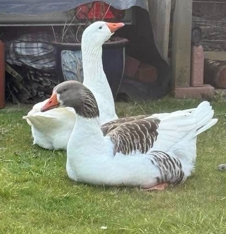 User-uploaded image 1