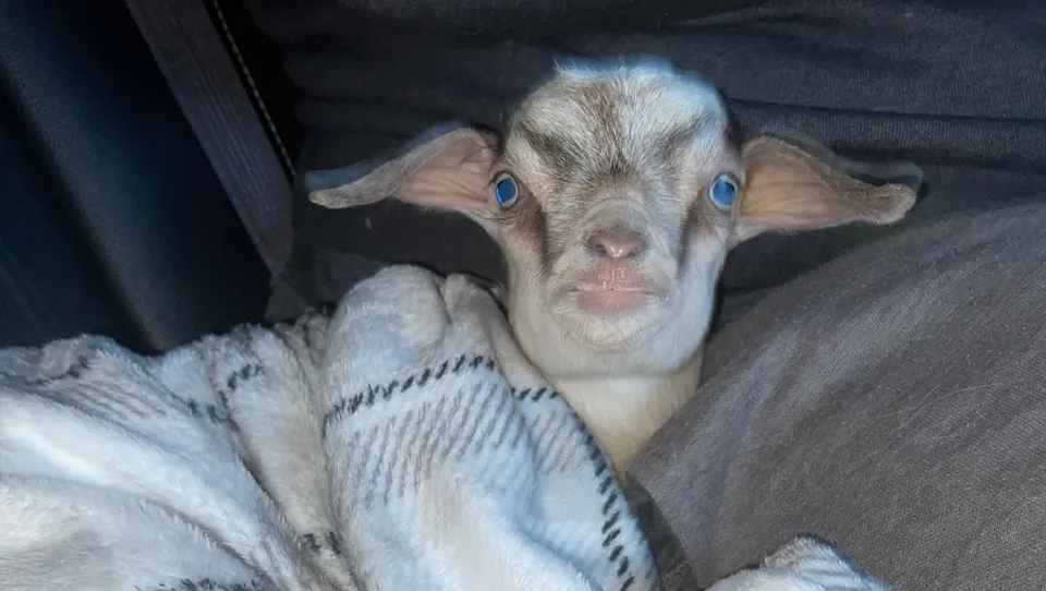 Help Heal Ellie Mae: A Soulmate in Hooves, Her Second Chance