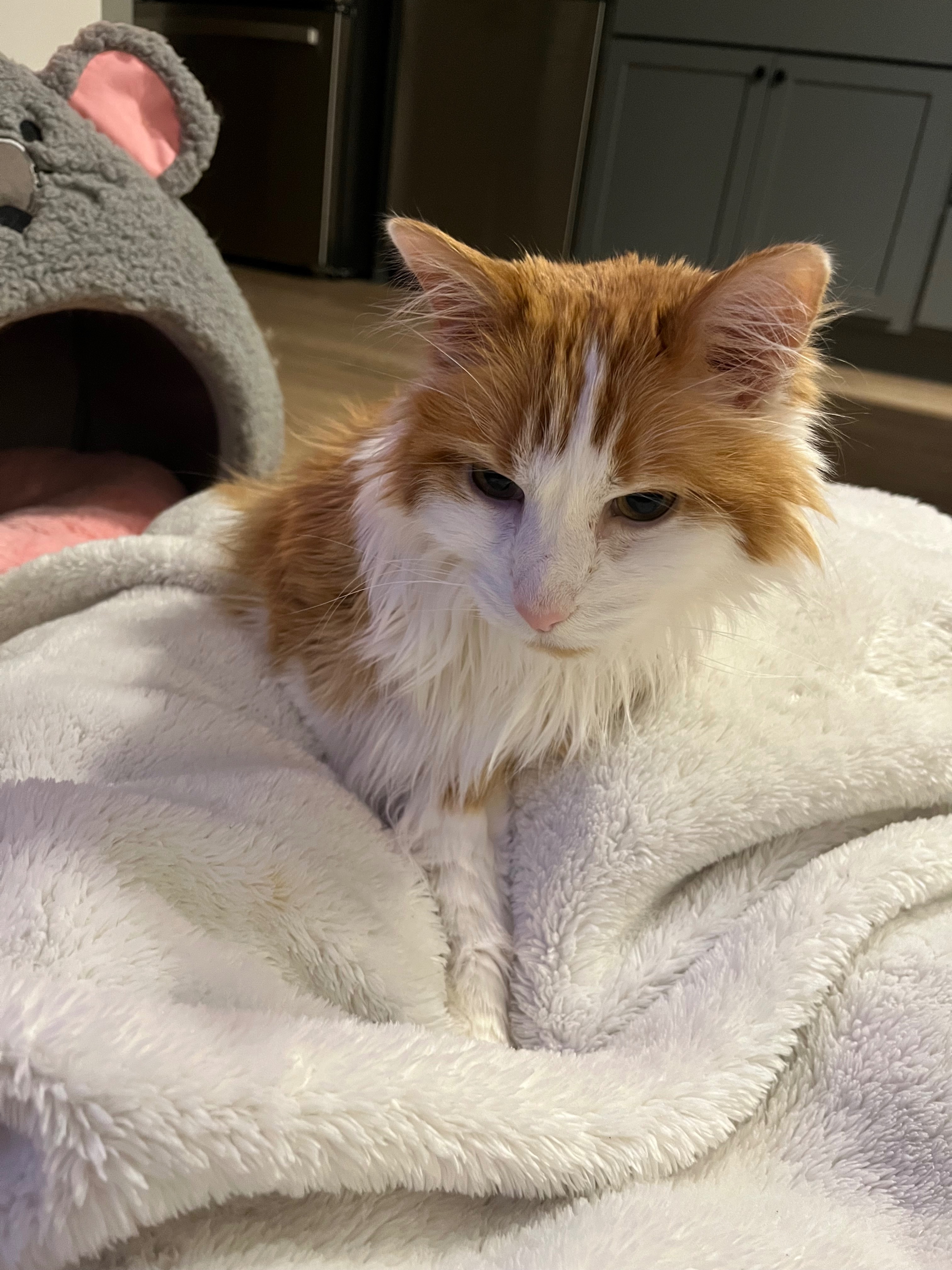 Help Nimmy Get Life-Saving Medical Care campaign photo, 7 of 8