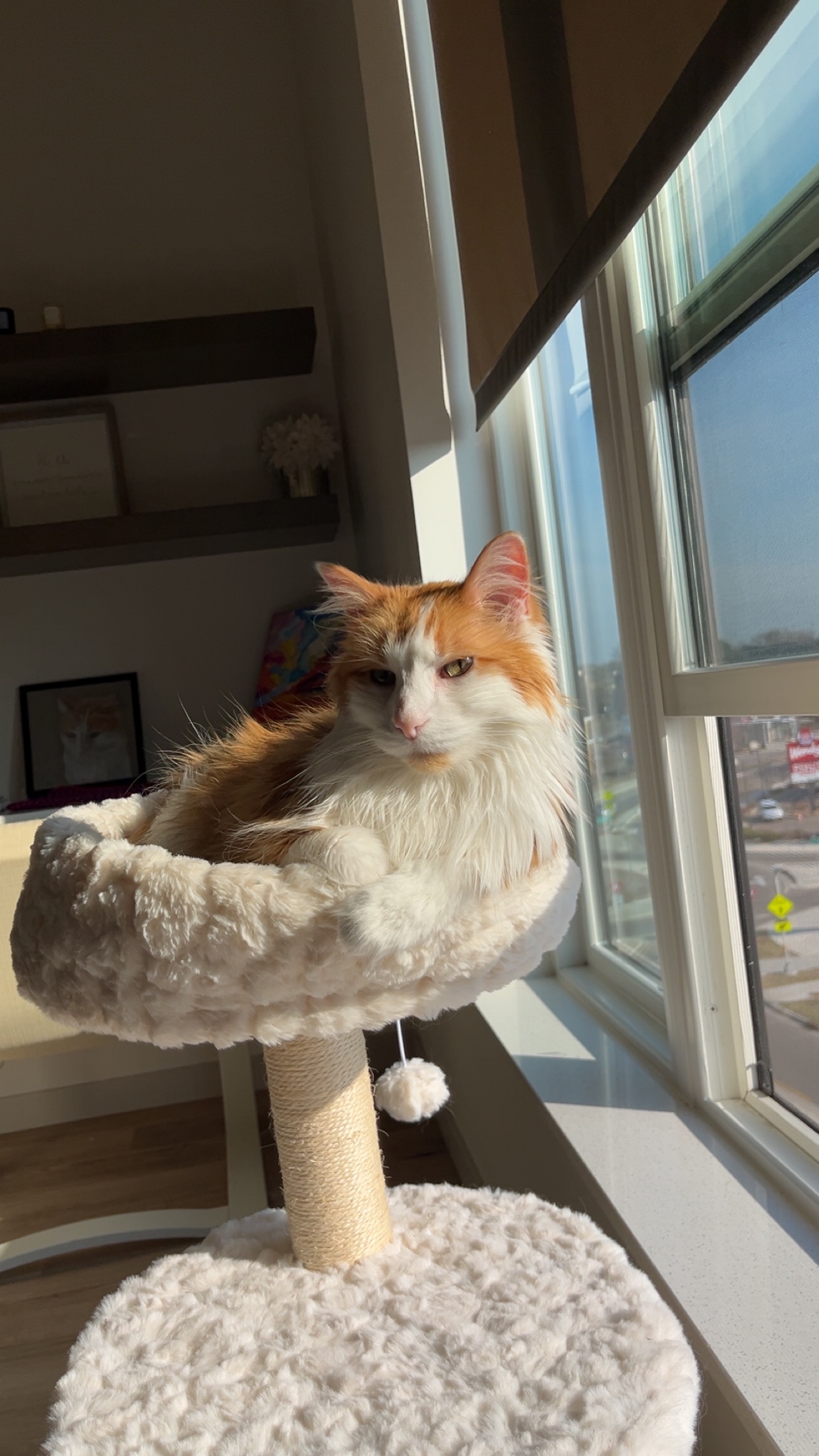 Help Nimmy Get Life-Saving Medical Care campaign photo, 4 of 8