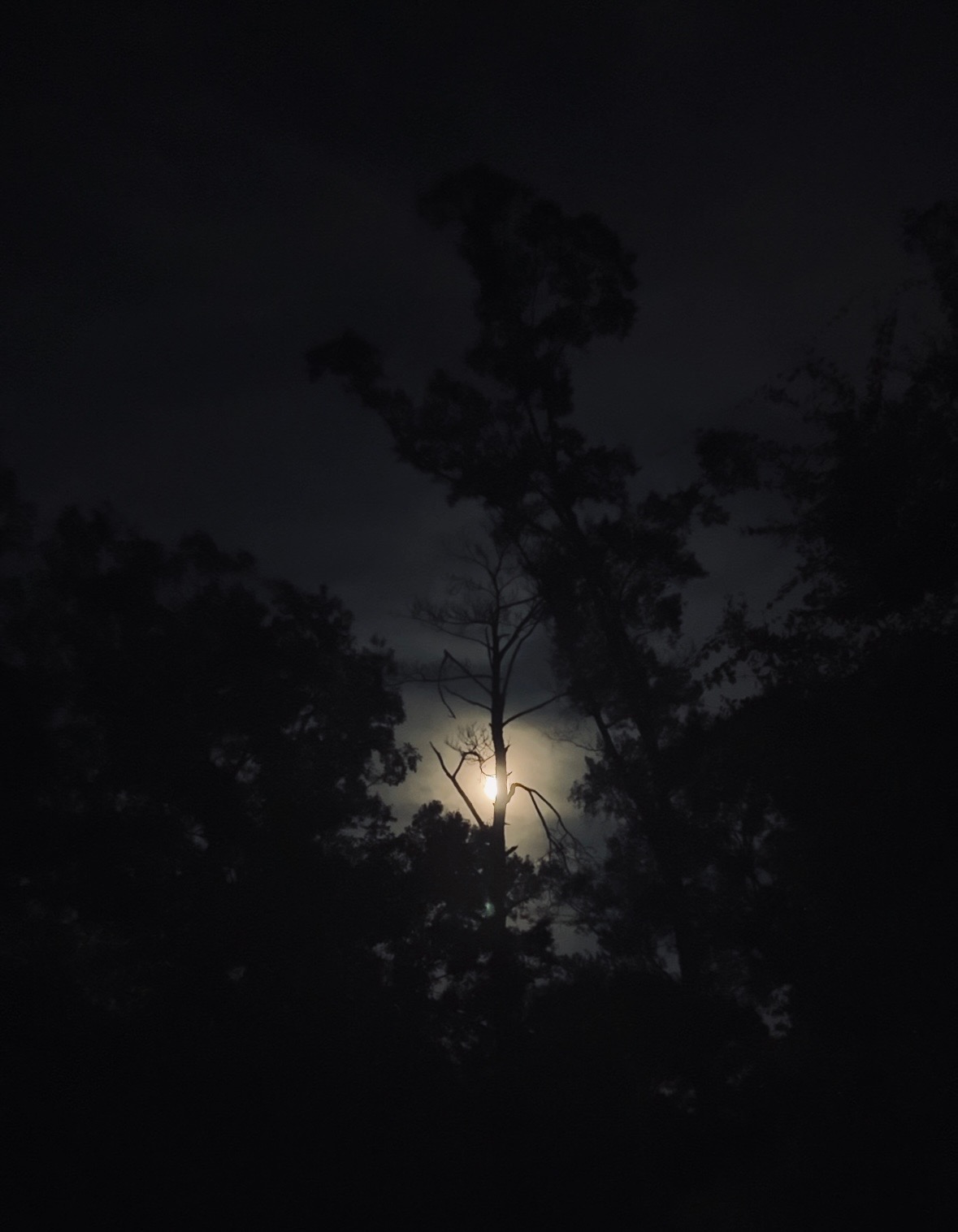 WATCHMAN'S WOODS: Maddy's Senior Film campaign photo, 4 of 8