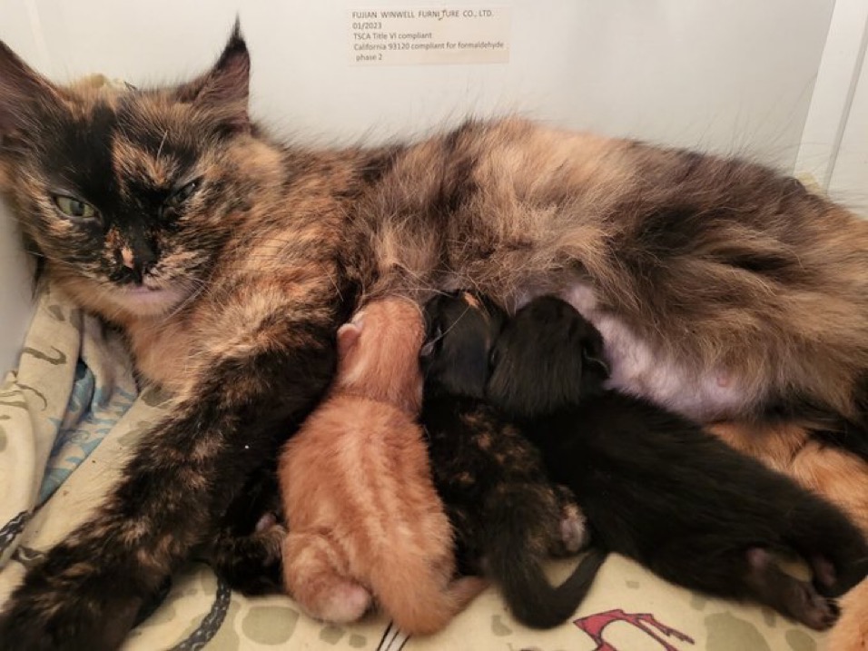 Help Me Care for My Cats While I Search for Work campaign photo, 6 of 7