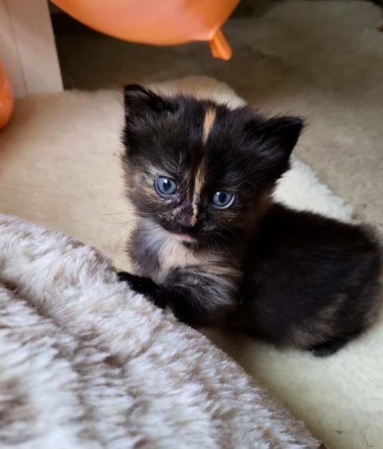 Help Me Care for My Cats While I Search for Work campaign photo, 4 of 7