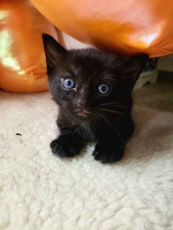Help Me Care for My Cats While I Search for Work campaign photo, 2 of 7