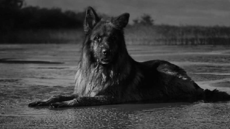 Help us help our germen sheperd dog Nox️ pinned link photo