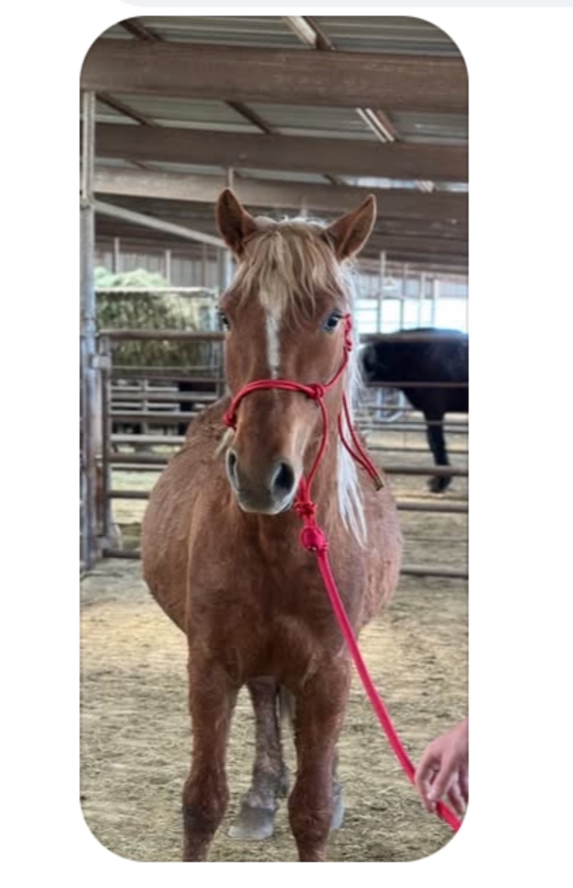 Save a Horse from Slaughter: Support Sweet Water campaign photo, 4 of 5