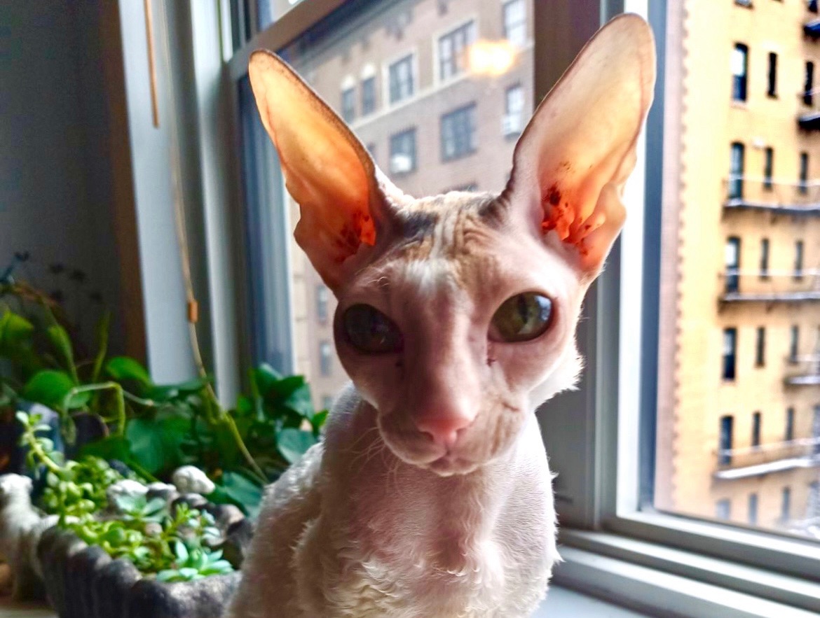 Crisis is here--Help Liza Save Lilli: Urgent Care campaign photo, 5 of 6