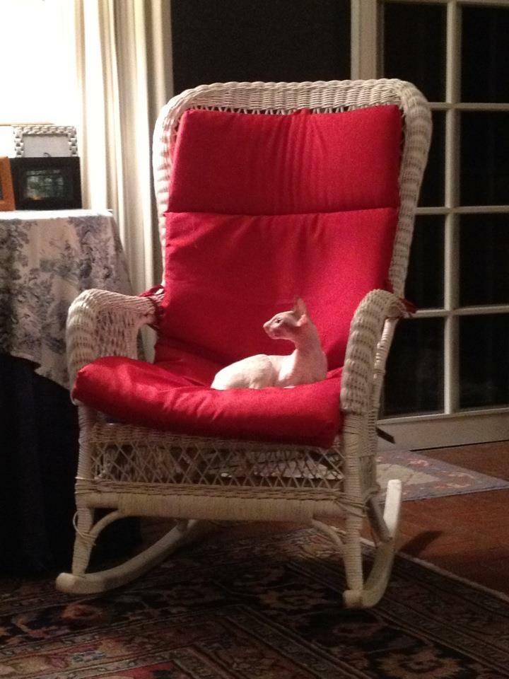 Crisis is here--Help Liza Save Lilli: Urgent Care campaign photo, 2 of 6