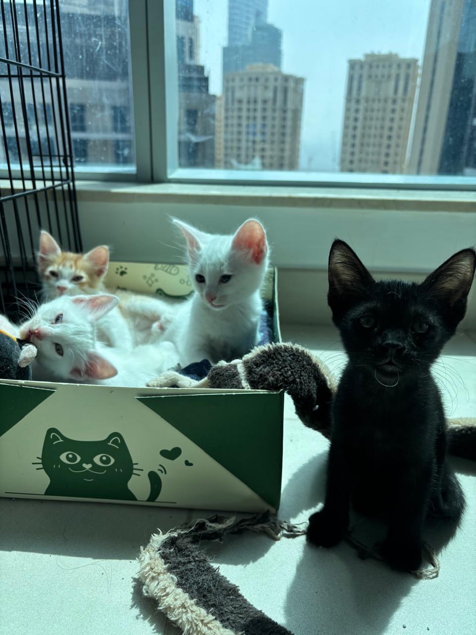 Support Maya’s and kittens Journey to a New Life campaign photo, 7 of 8