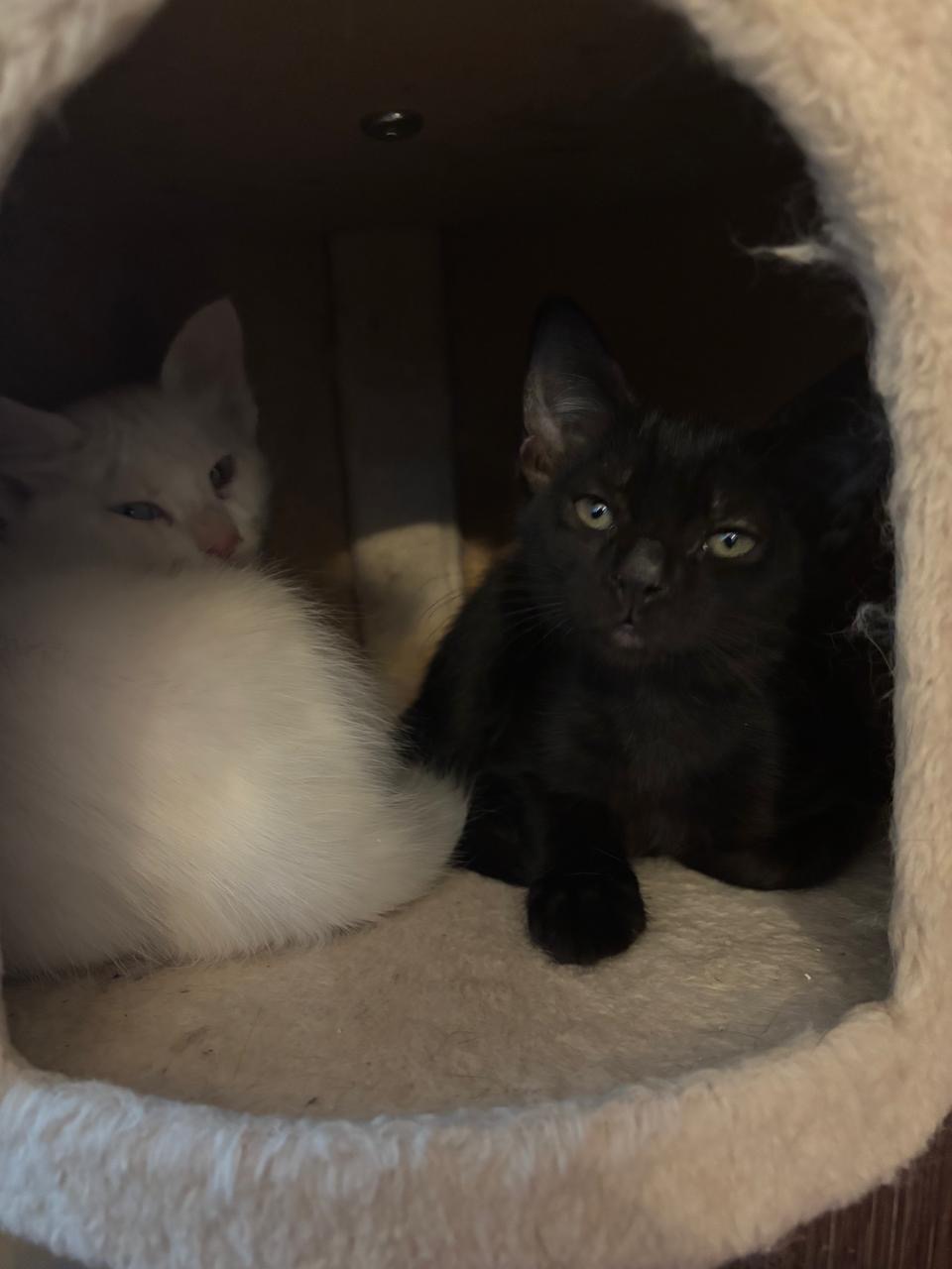 Support Maya’s and kittens Journey to a New Life campaign photo, 2 of 8