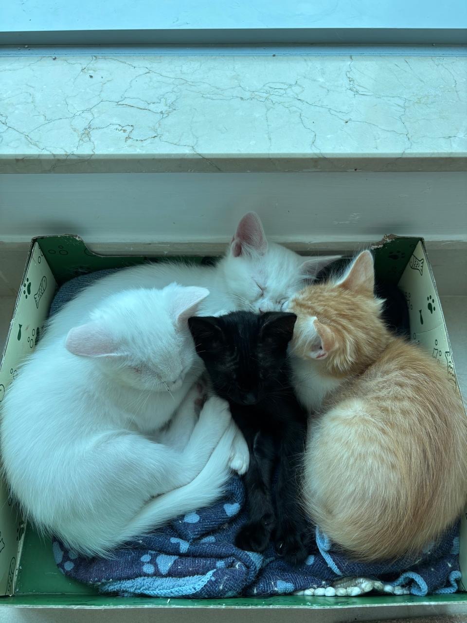 Support Maya’s and kittens Journey to a New Life campaign photo, 4 of 8