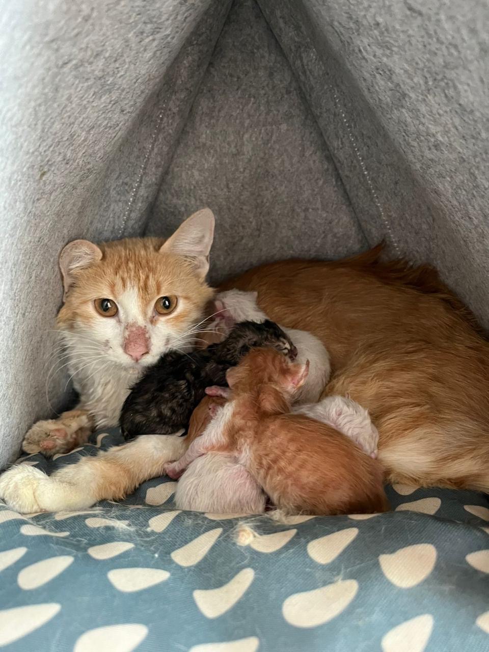 Support Maya’s and kittens Journey to a New Life campaign photo, 5 of 8