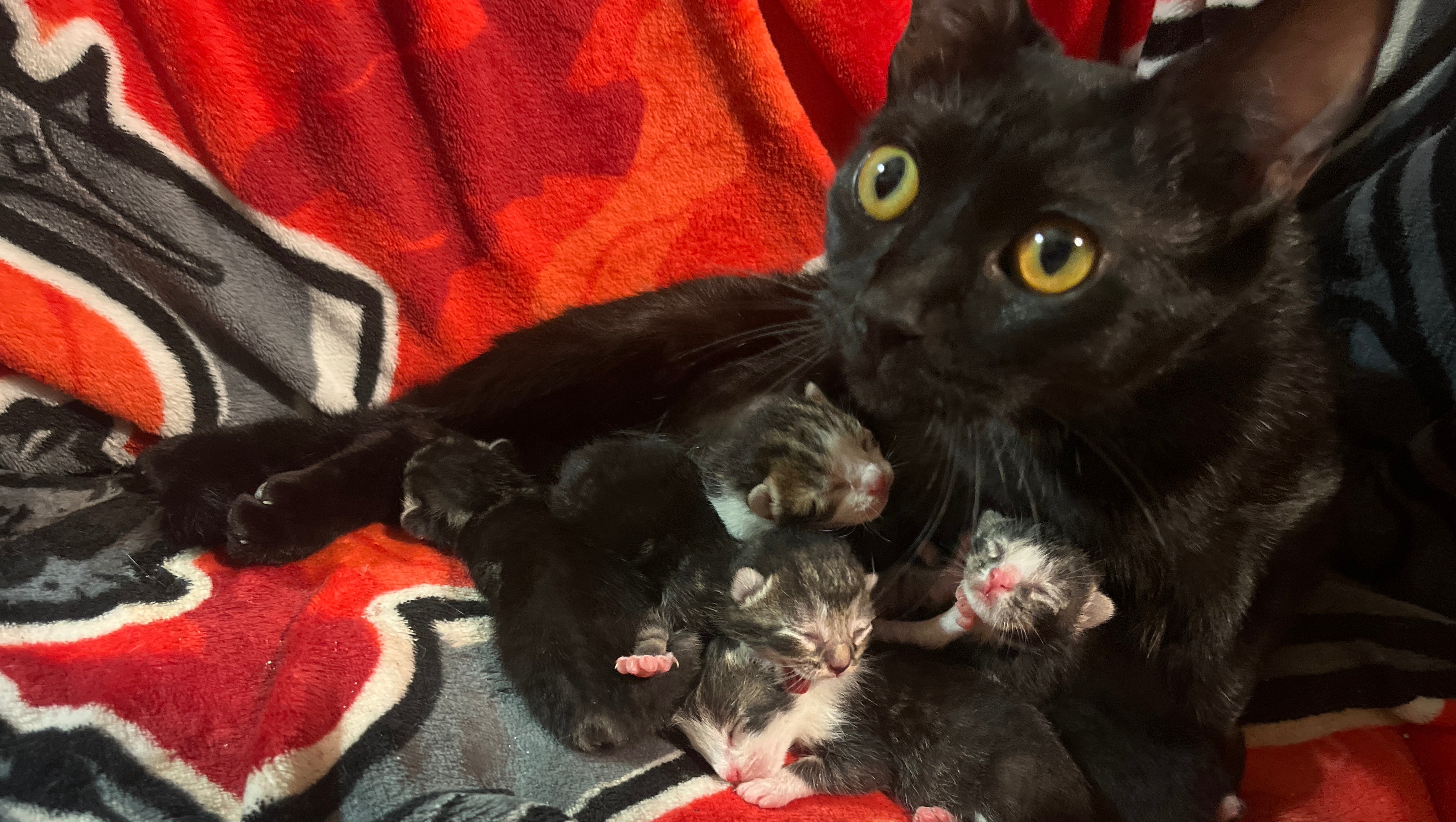 Kindness.compassion and love photo