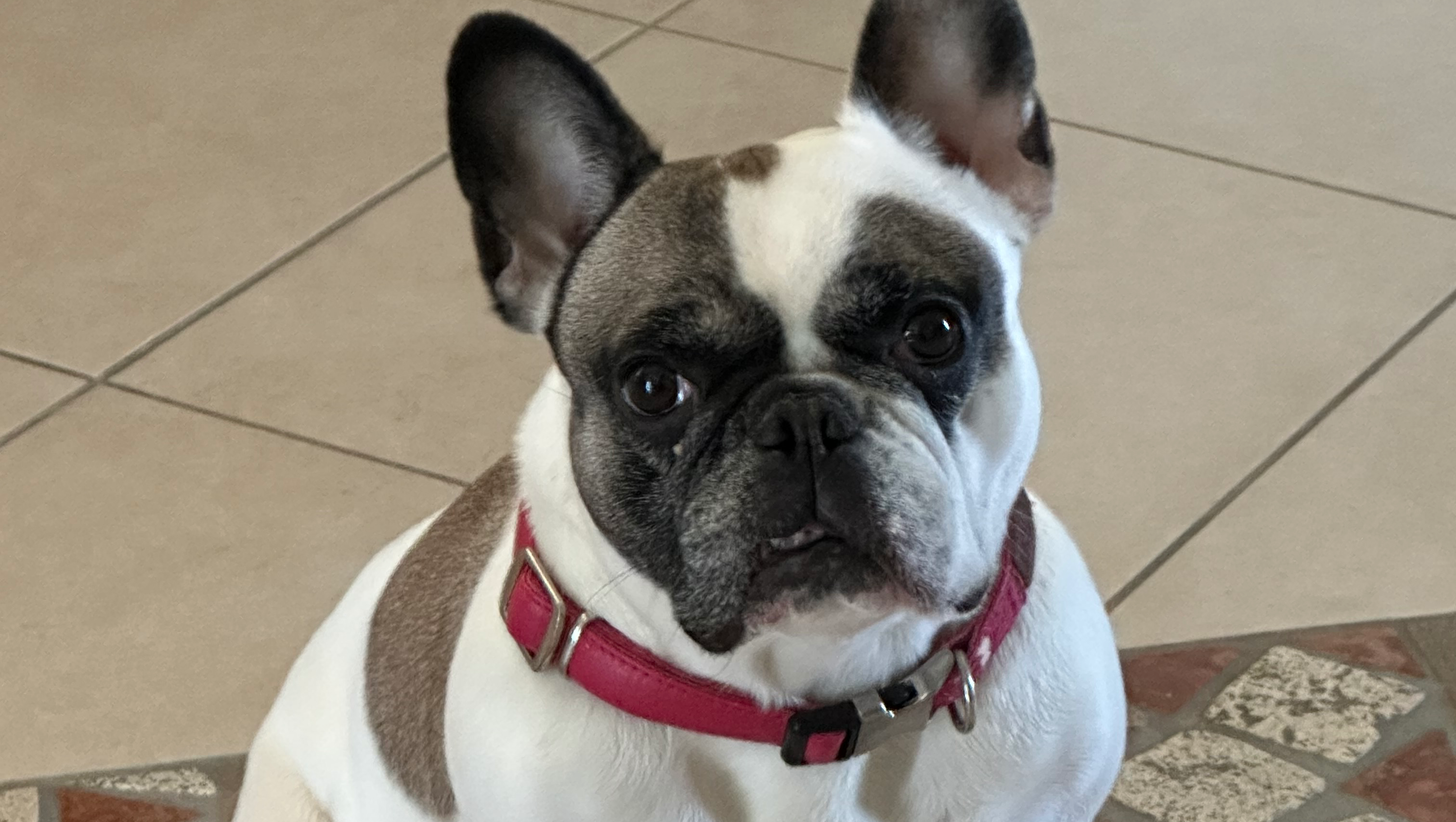 Aiutiamo Zoe a riprendere a camminare photo