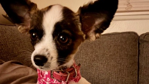 Help Skylar Heal After Dog Attack photo