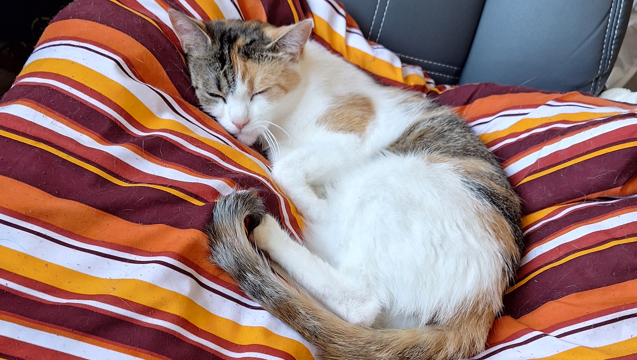 Urgent emergency surgery for my cat photo