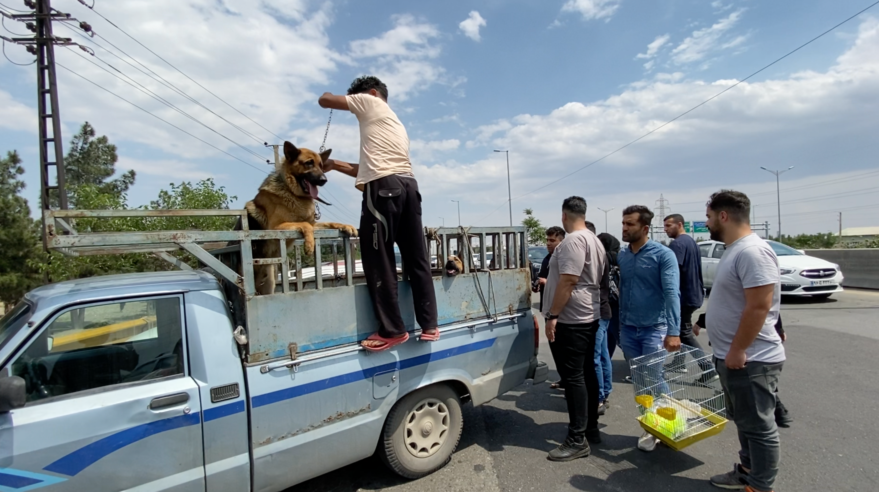 Forgotten dogs campaign photo, 2 of 5