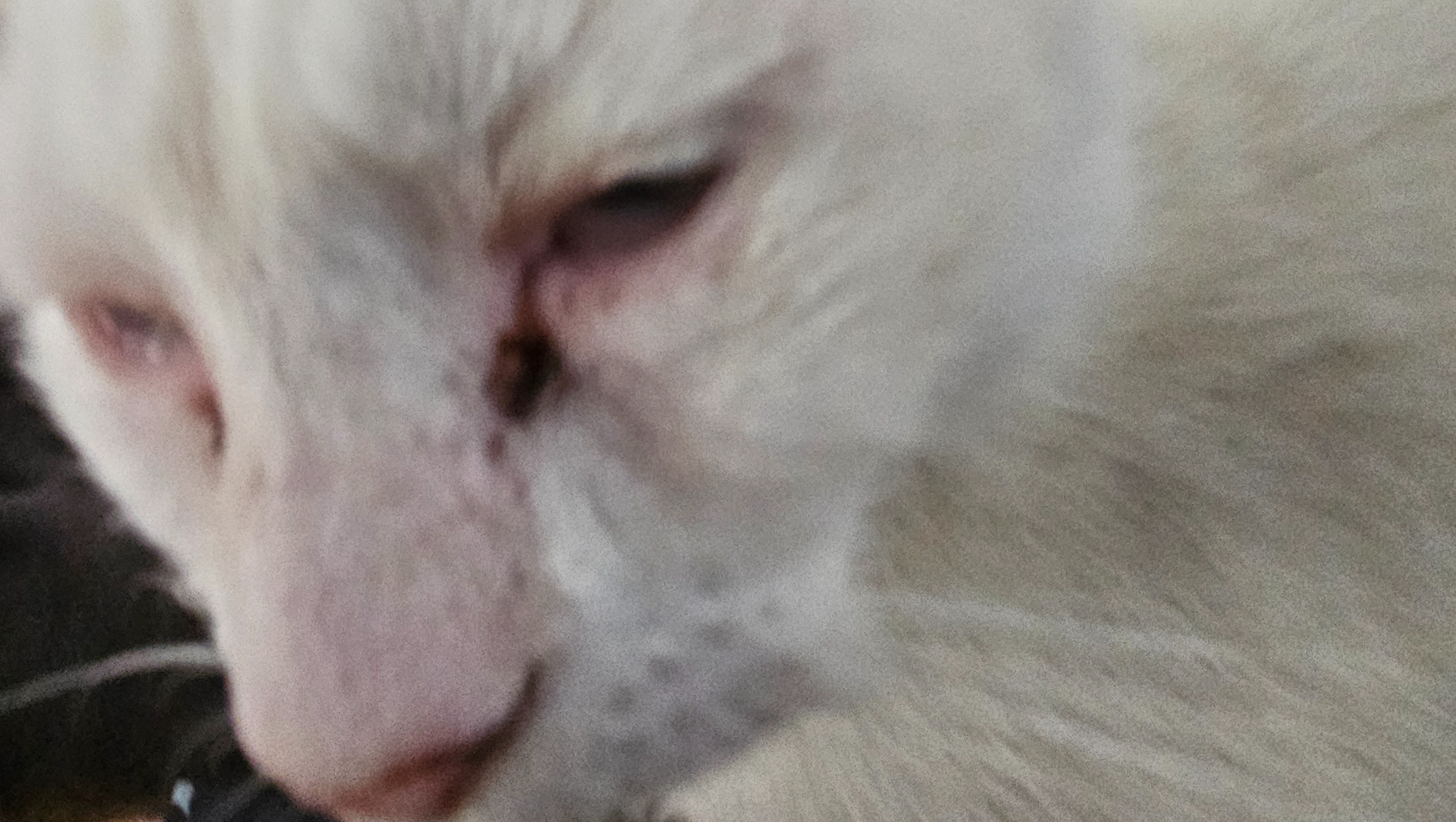 My cat kiera has tularemia photo