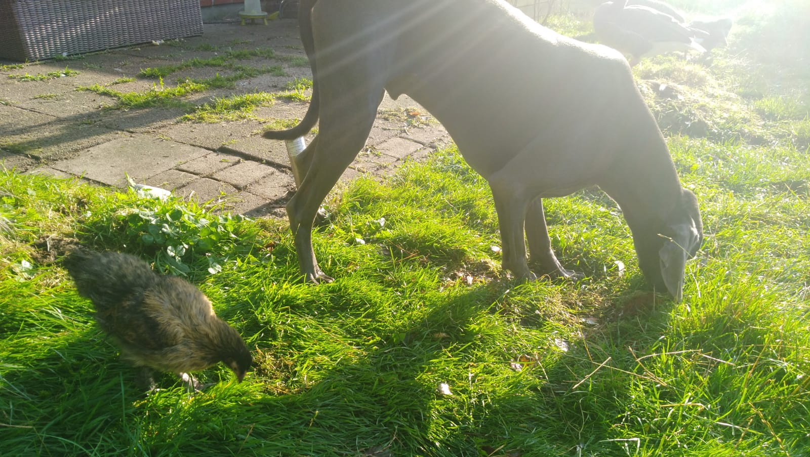 Help for Mika - Held in Danish Custody photo