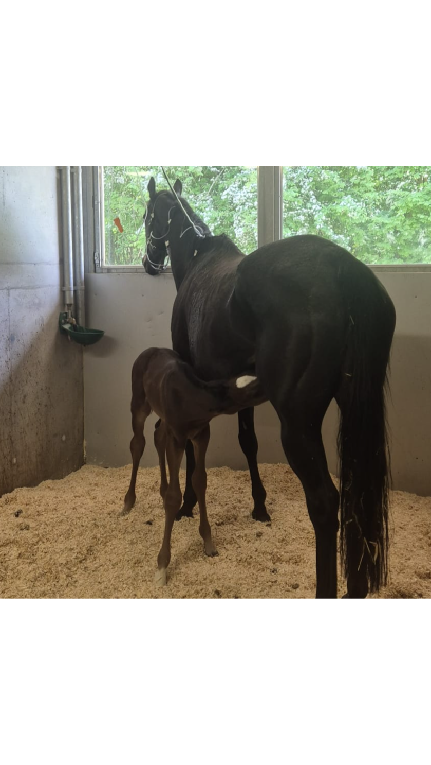 Fundraiser by Verena Rohr : Muttis Behandlung in der Tierklinik - Kolik ... Fundraiser by Verena Rohr : Muttis Behandlung in der Tierklinik - Kolik ...