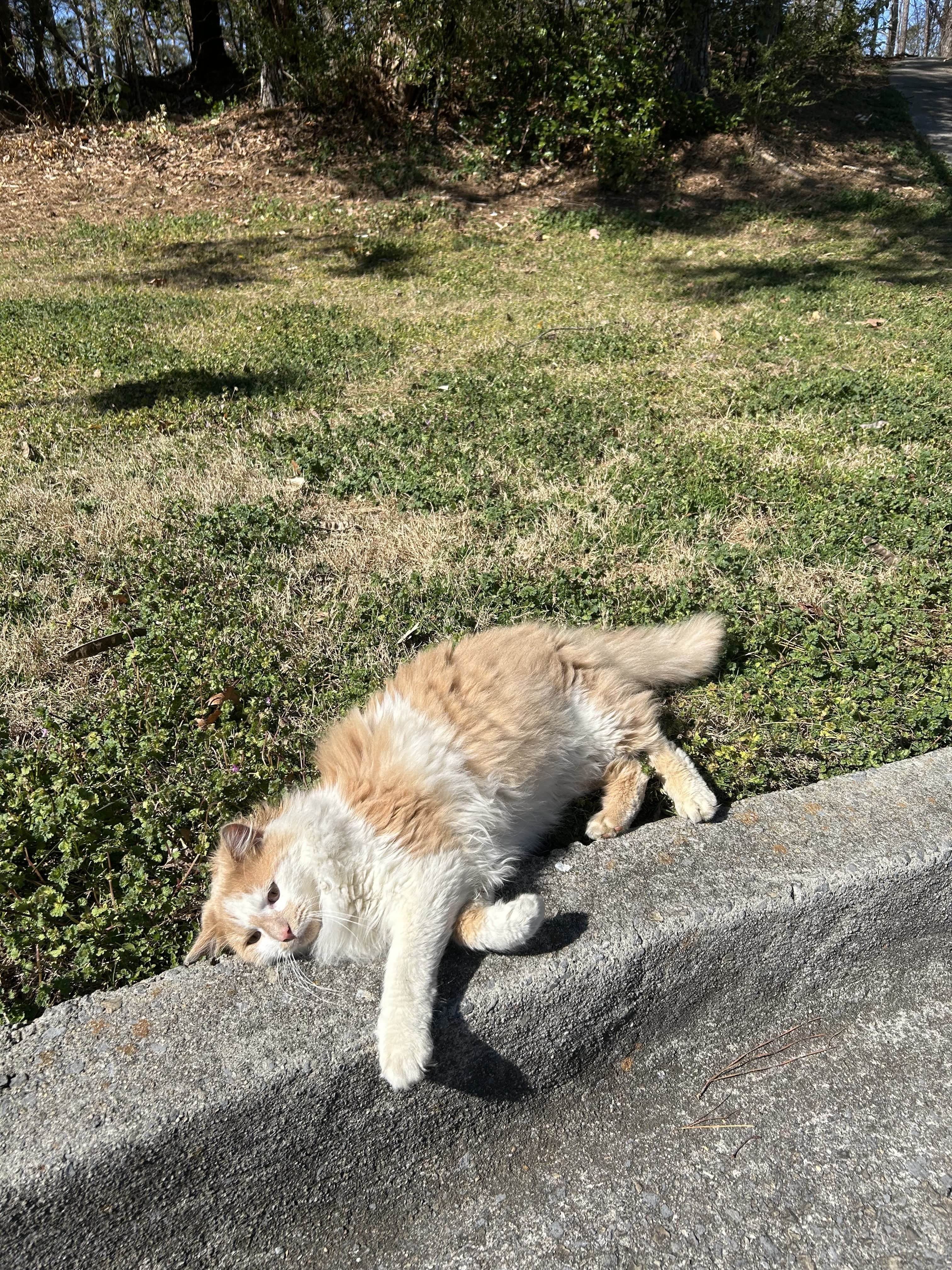 User-uploaded image 1