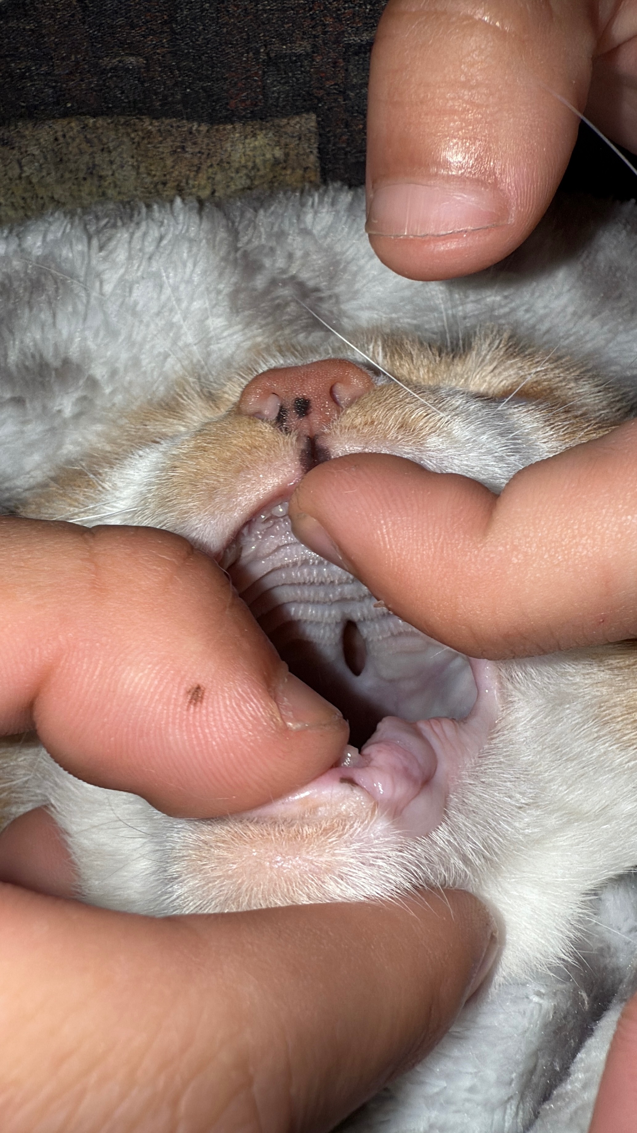 Save My Cat from Painful Health Struggles campaign photo, 7 of 8