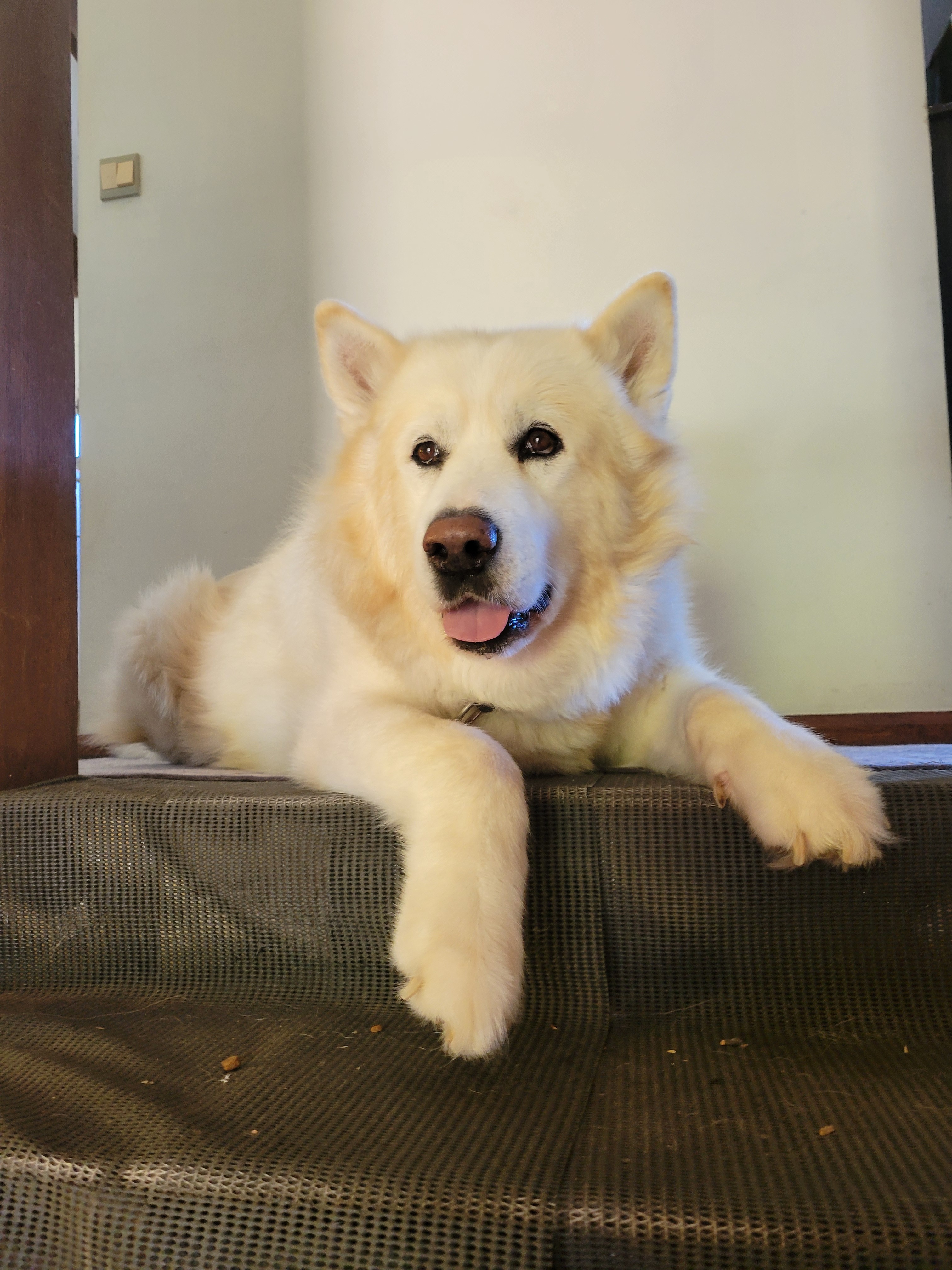Help after the tragic loss of my boy Bear campaign photo, 7 of 8