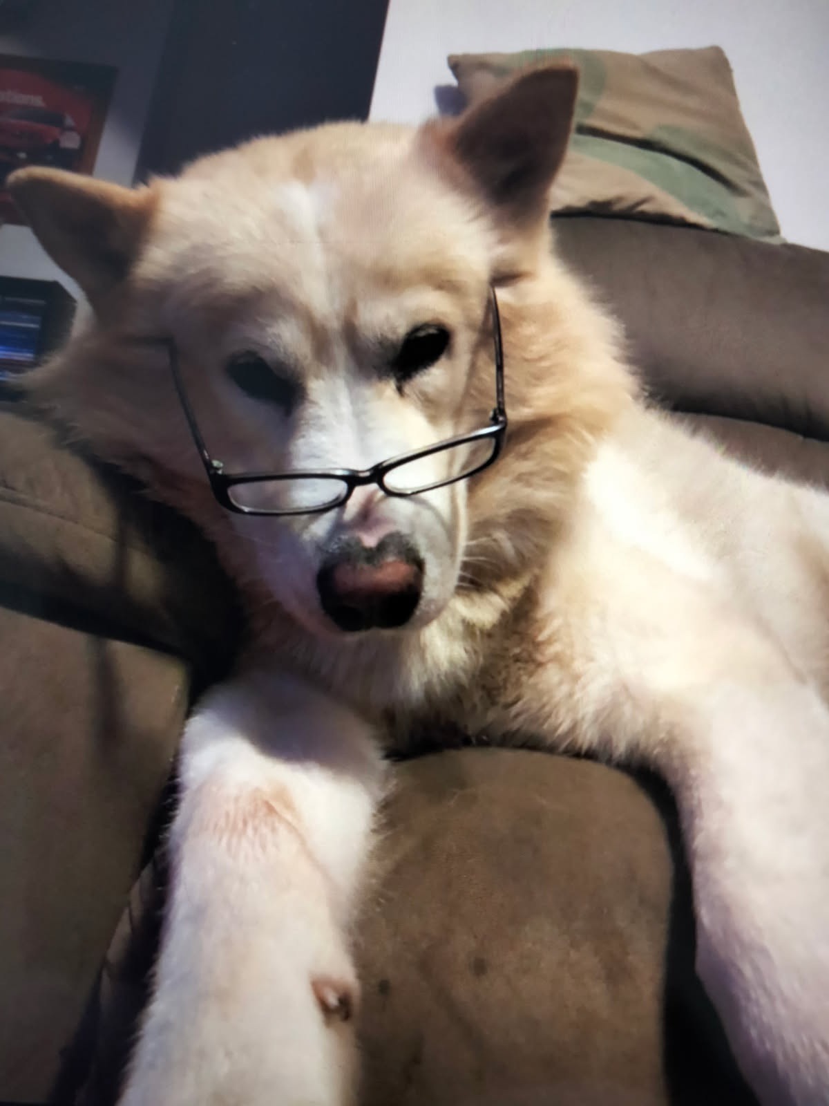 Help after the tragic loss of my boy Bear campaign photo, 2 of 8