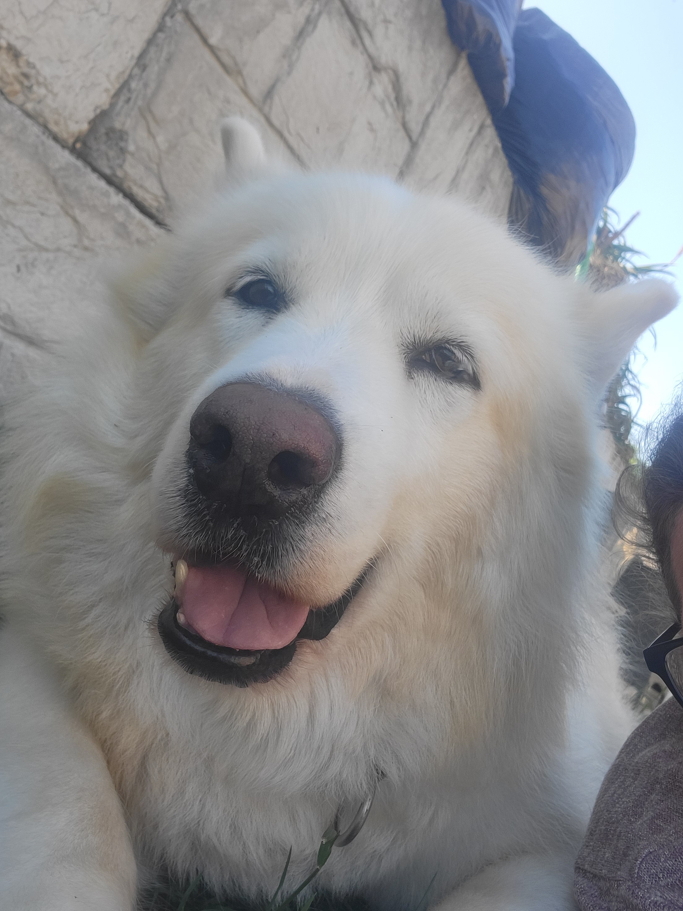 Help after the tragic loss of my boy Bear campaign photo, 5 of 8
