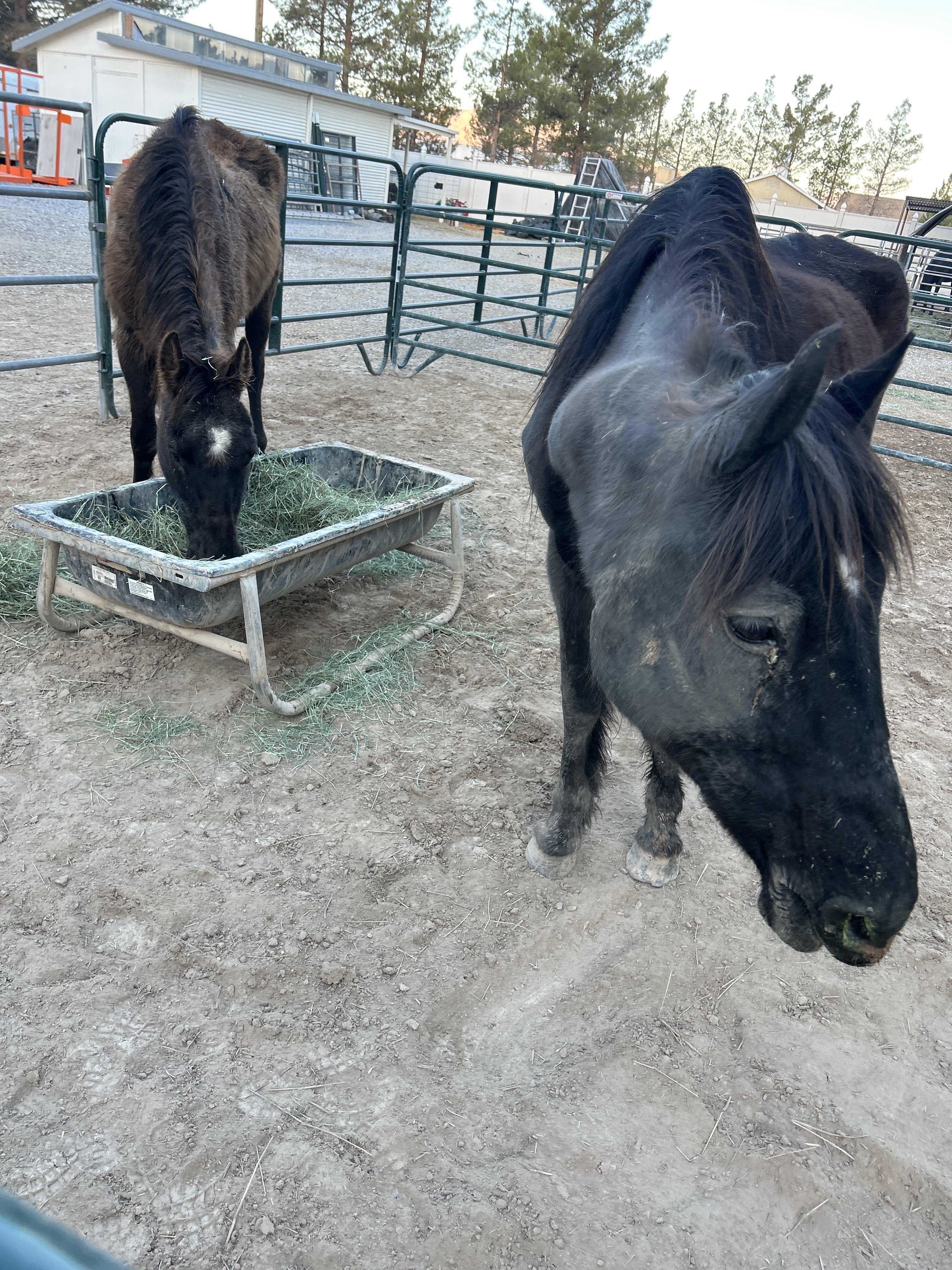Support Our Effort to Save Horses campaign photo, 2 of 4