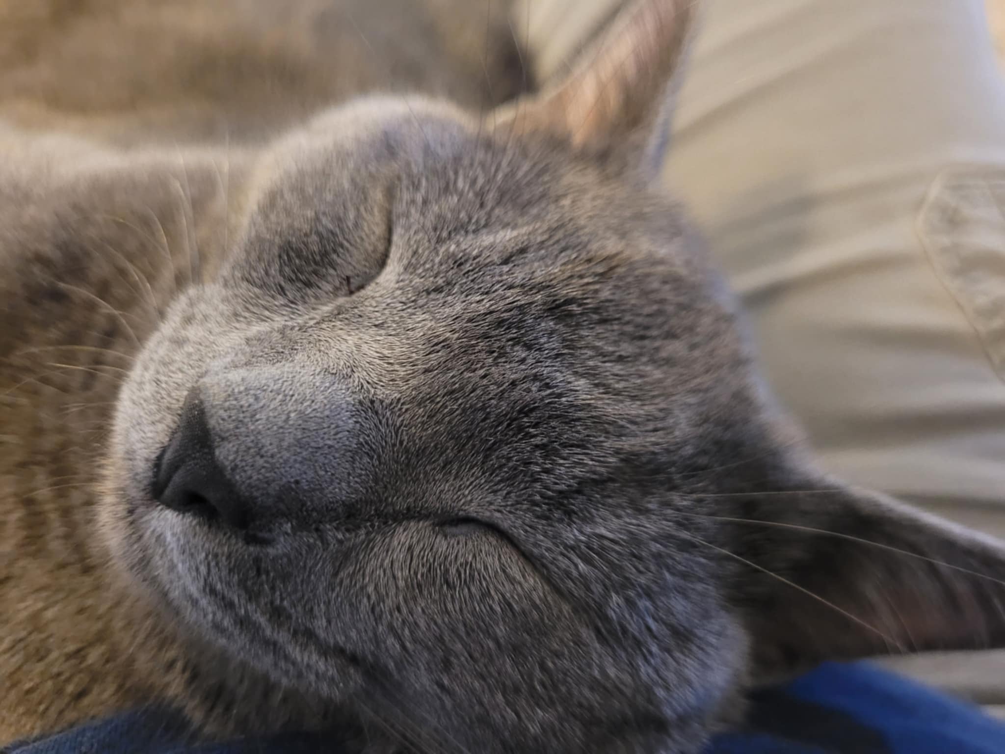 Photo de la campagne Abbey and Mystique's Heartfelt Plea for Help, 4 sur 6