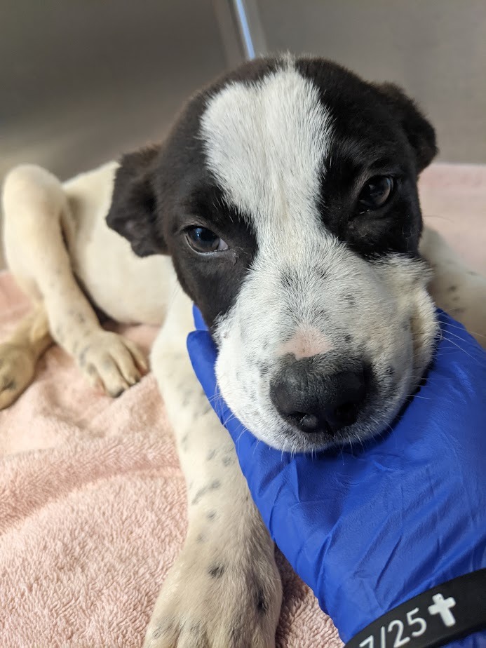 Alone, Injured, and Abandoned — Let’s Help Him Walk Again campaign photo, 7 of 8