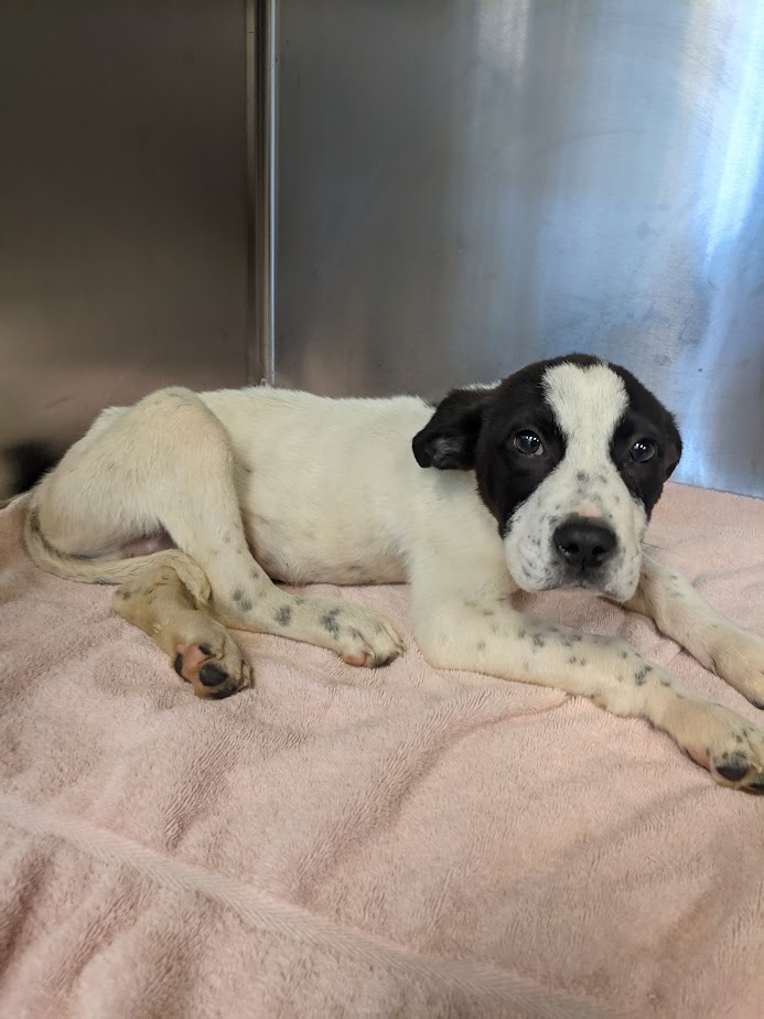 Alone, Injured, and Abandoned — Let’s Help Him Walk Again campaign photo, 5 of 8