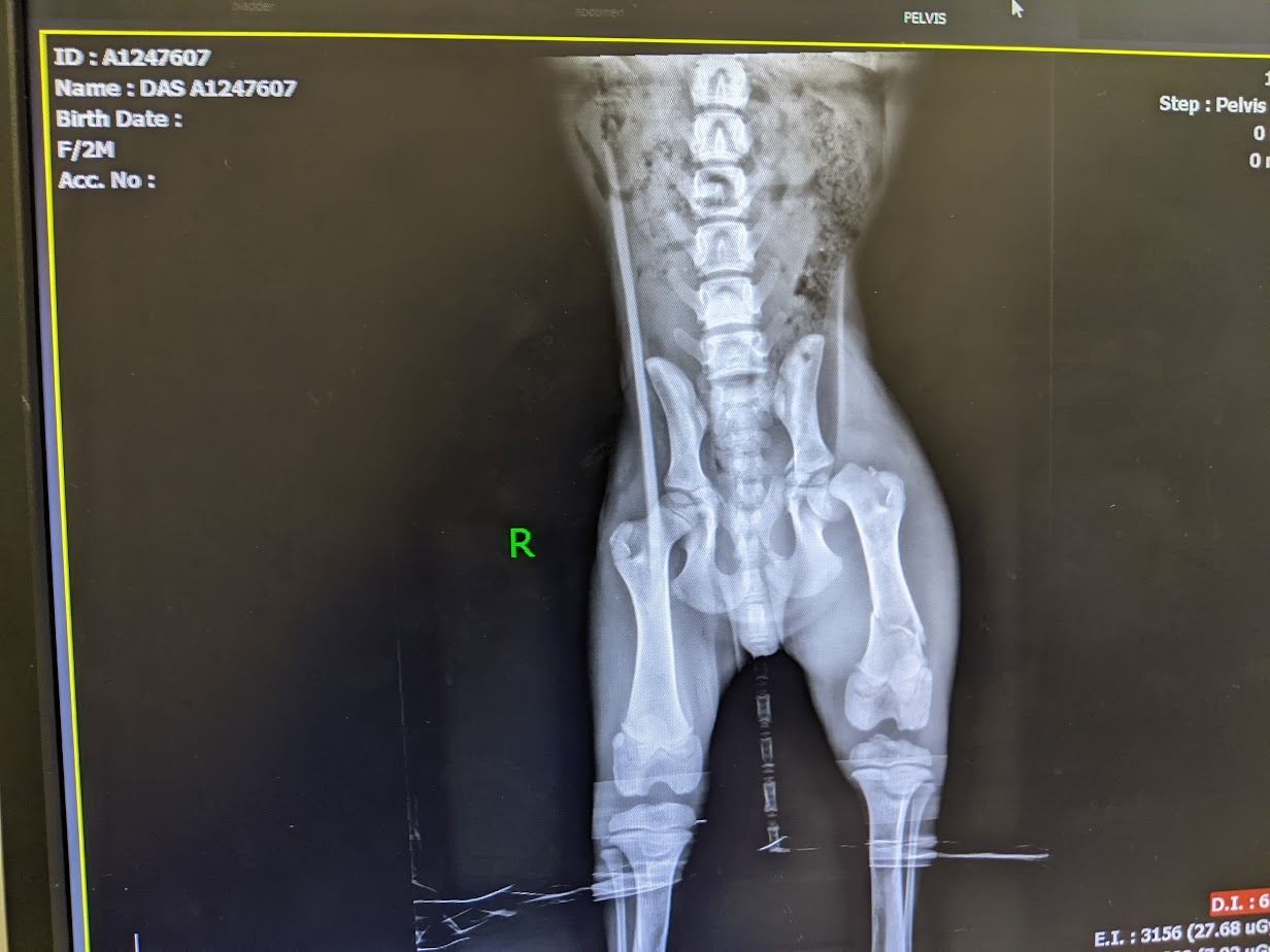 Alone, Injured, and Abandoned — Let’s Help Him Walk Again campaign photo, 6 of 8