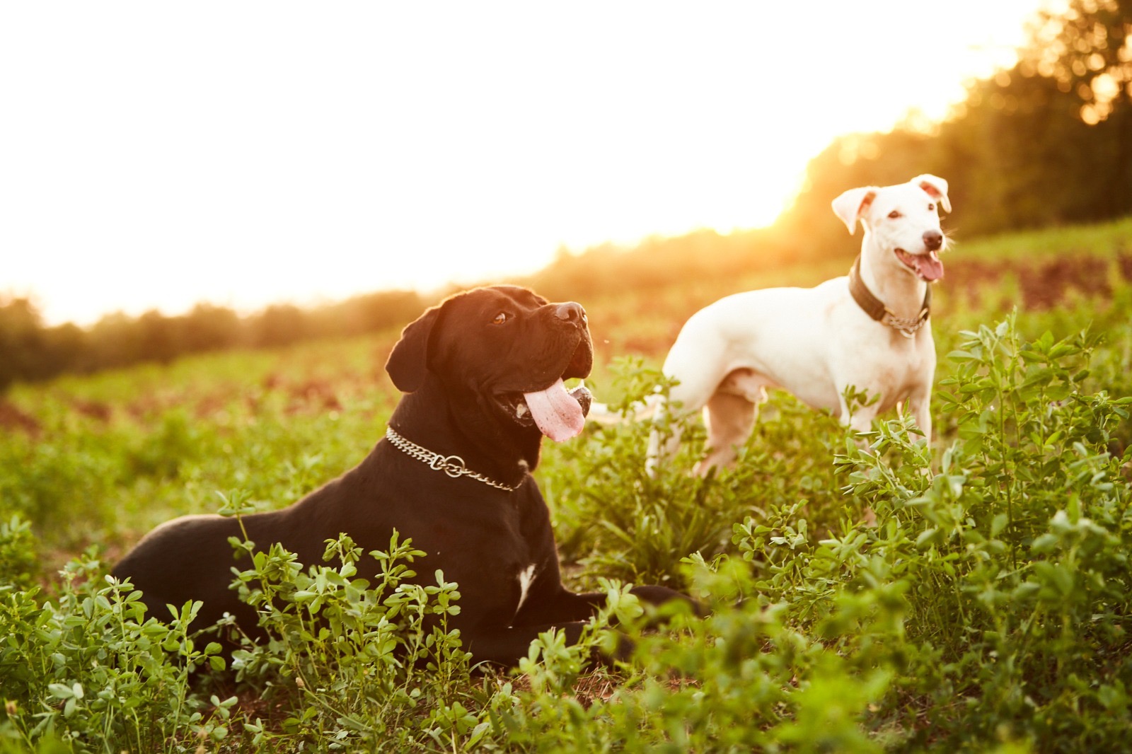 User-uploaded image 1