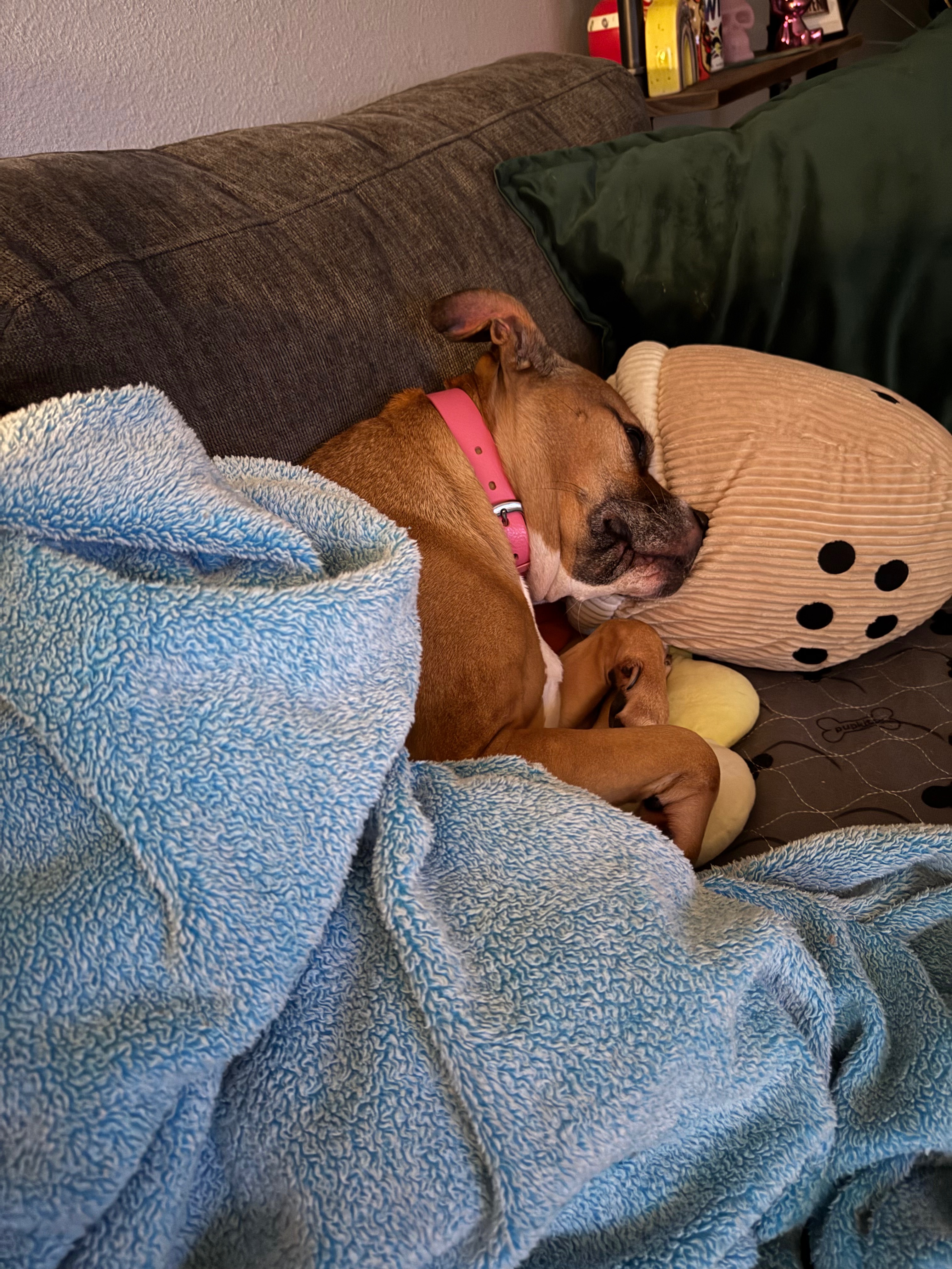 Birthday Wish: Save My Puppy Wednesday campaign photo, 4 of 8