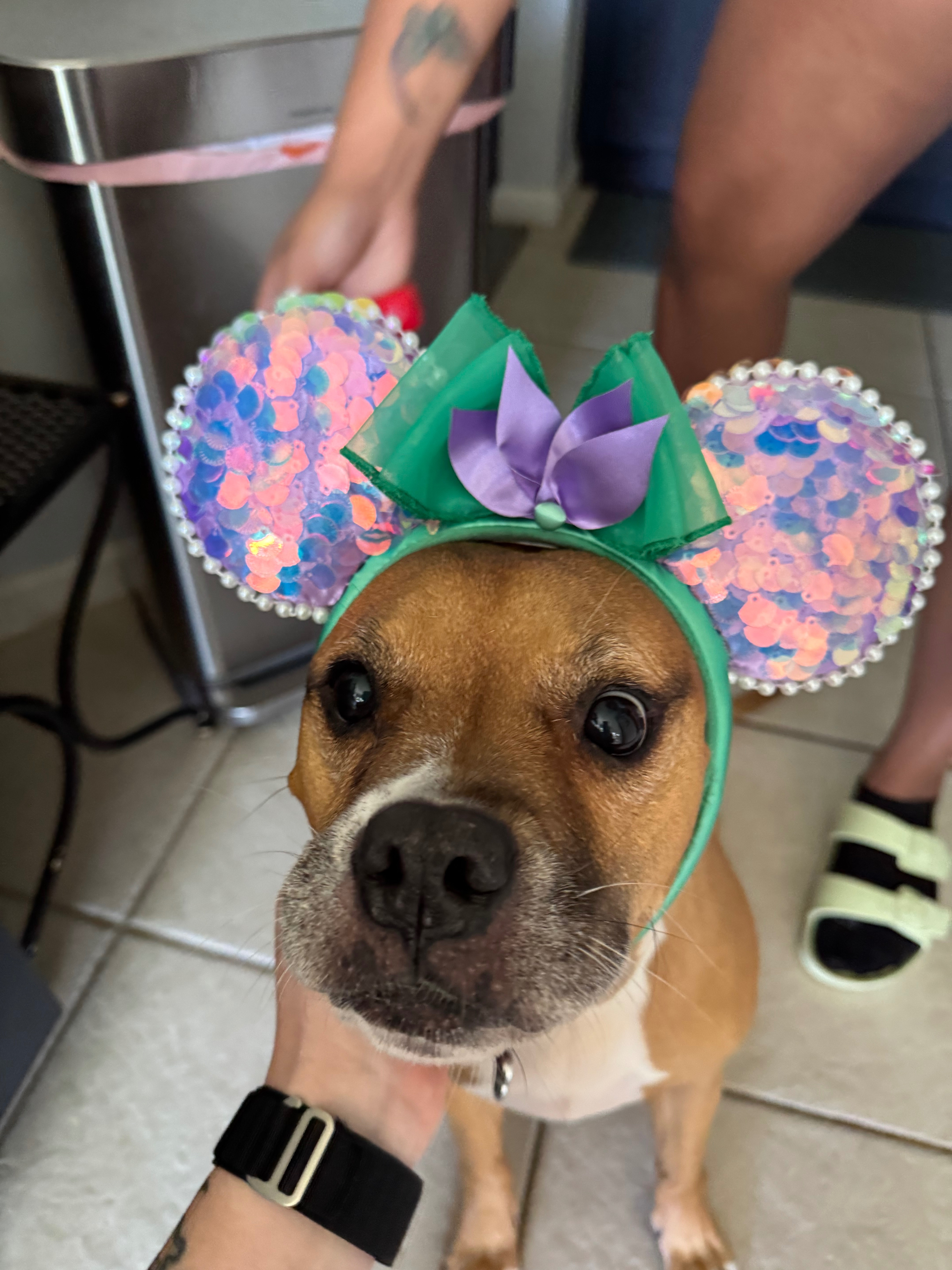 Birthday Wish: Save My Puppy Wednesday campaign photo, 5 of 8