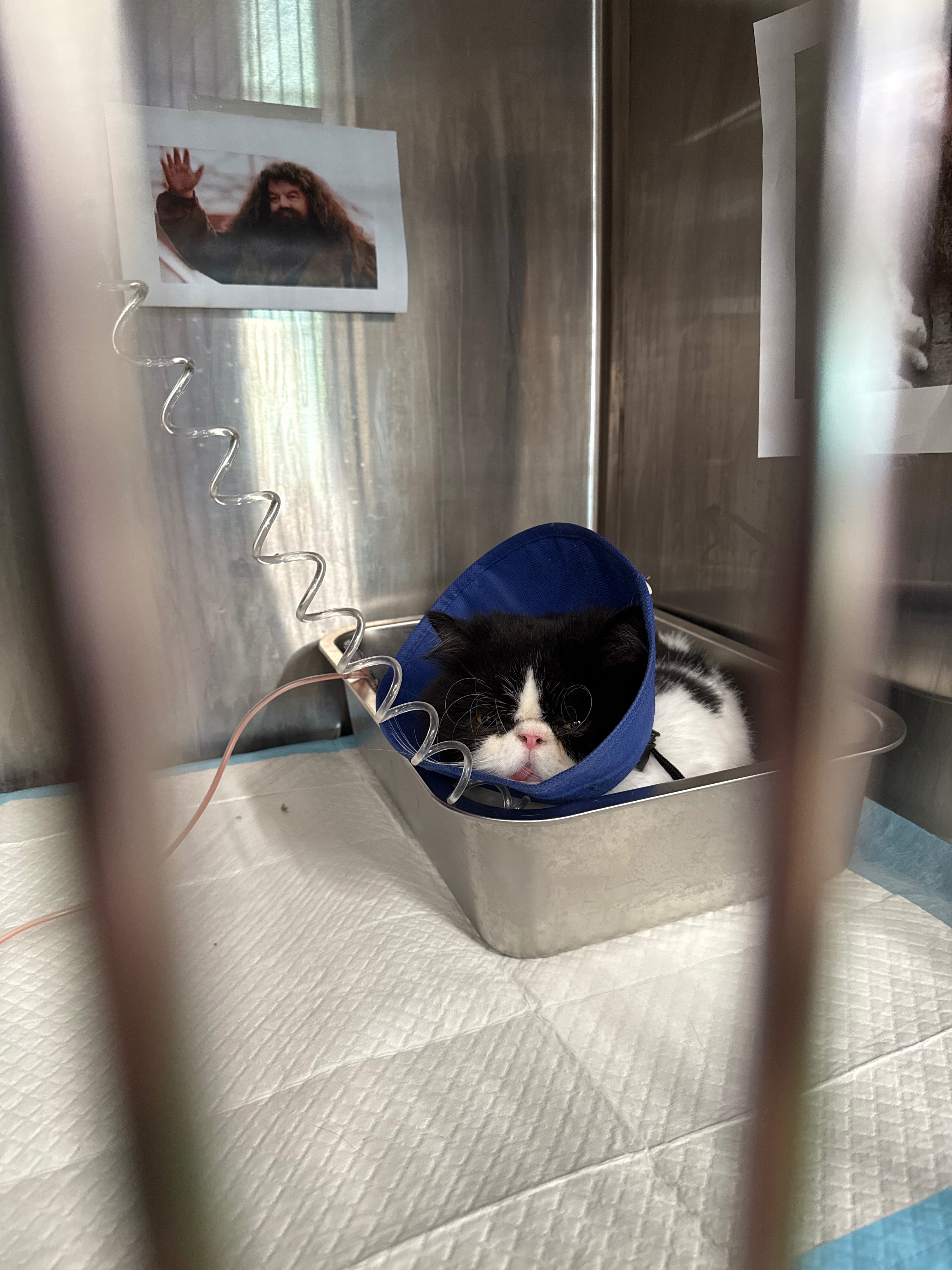Emergency Vet Bills for Hagrid campaign photo, 7 of 8