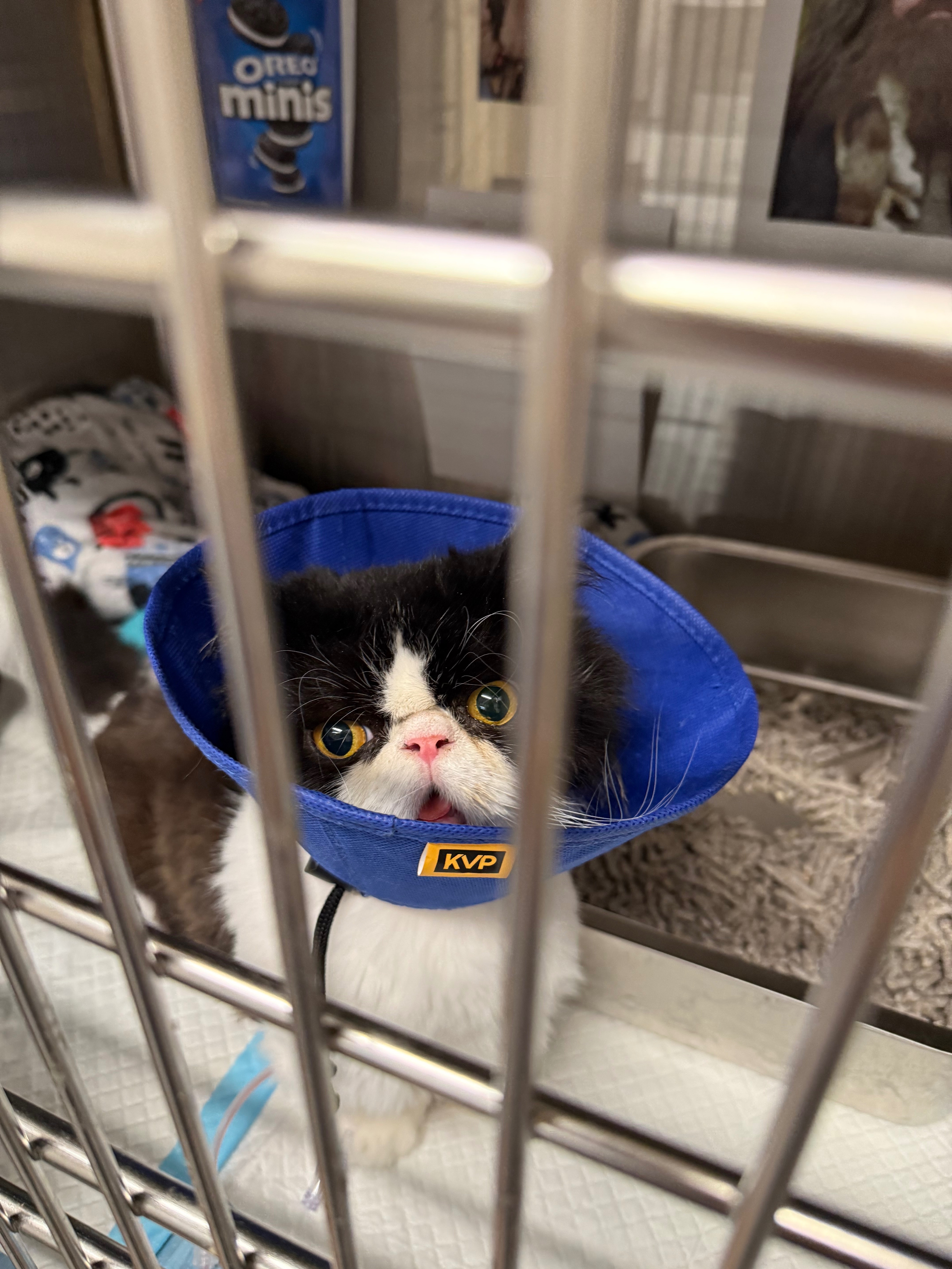 Emergency Vet Bills for Hagrid campaign photo, 2 of 8