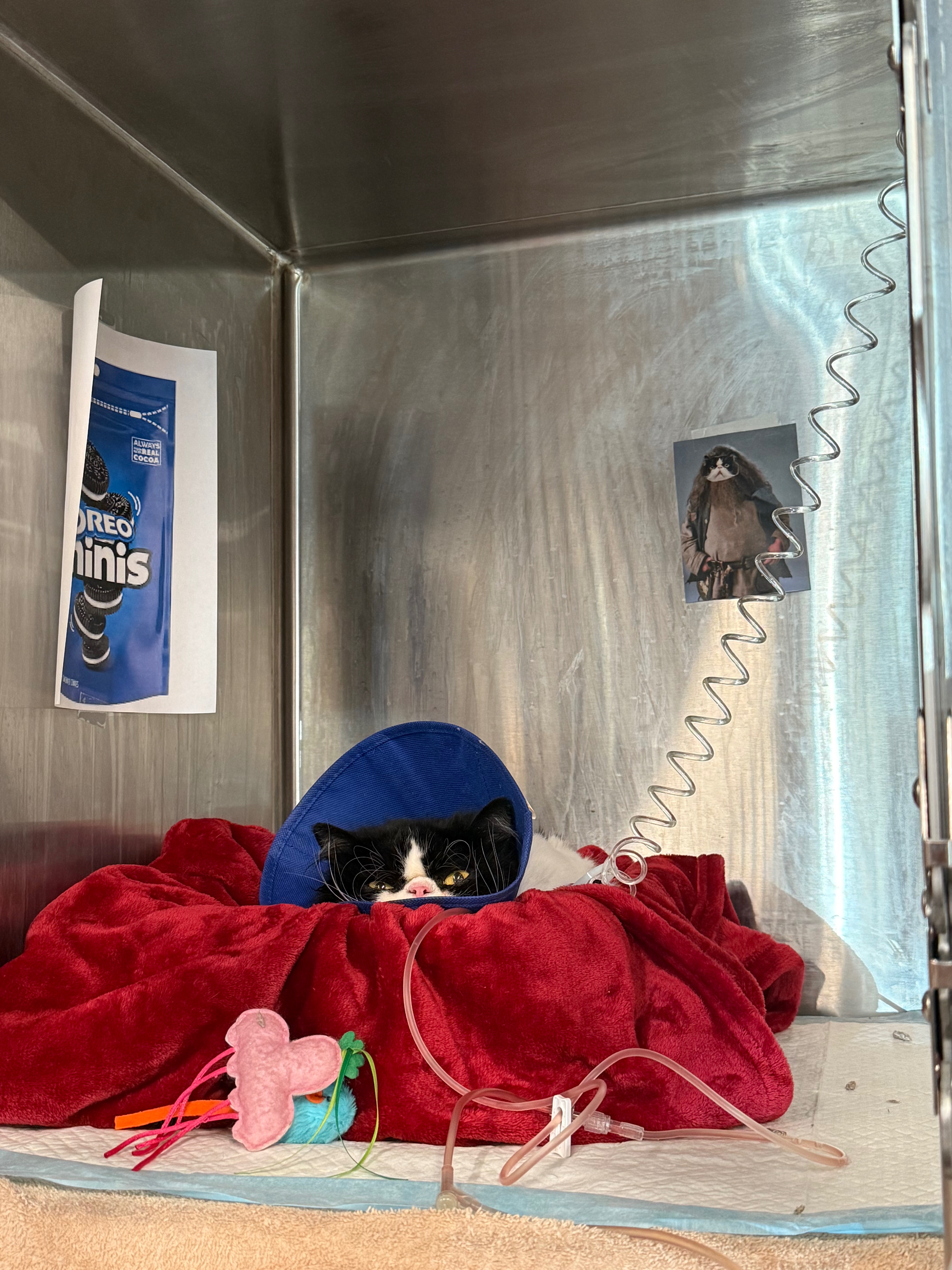 Emergency Vet Bills for Hagrid campaign photo, 4 of 8