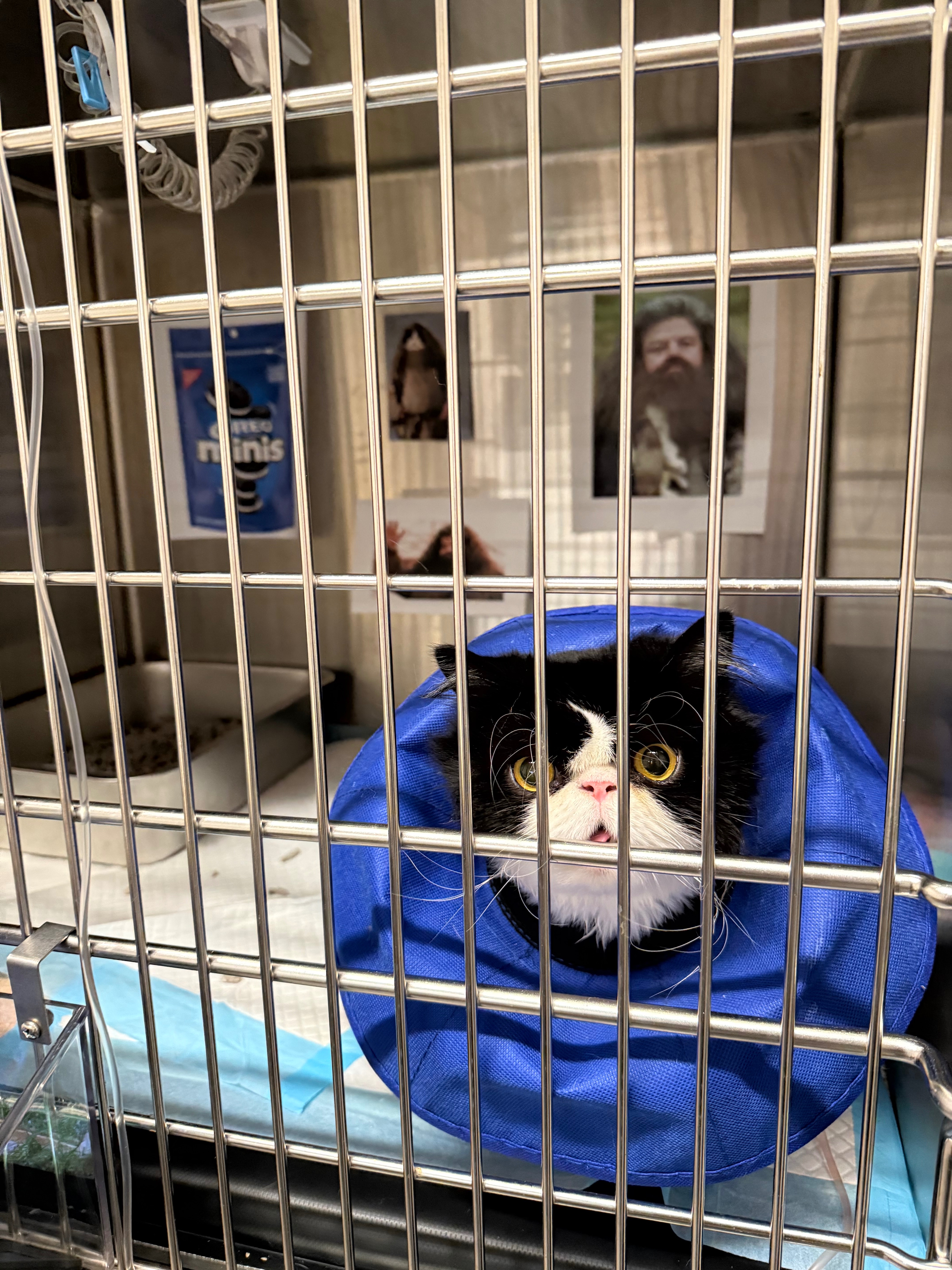 Emergency Vet Bills for Hagrid campaign photo, 5 of 8